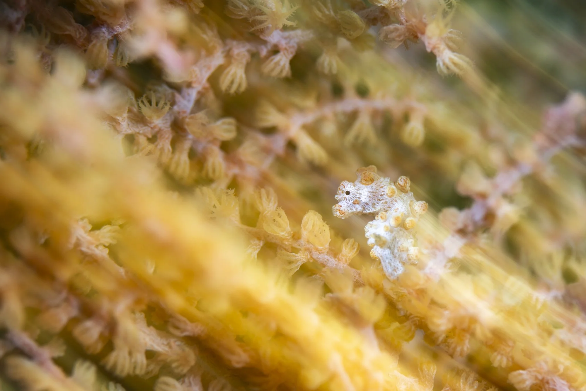 Close-up image showing tiny, beige-colored, spore-producing structures and a small, camouflaged insect with white and orange markings on a cluster of yellowish-orange plant material.