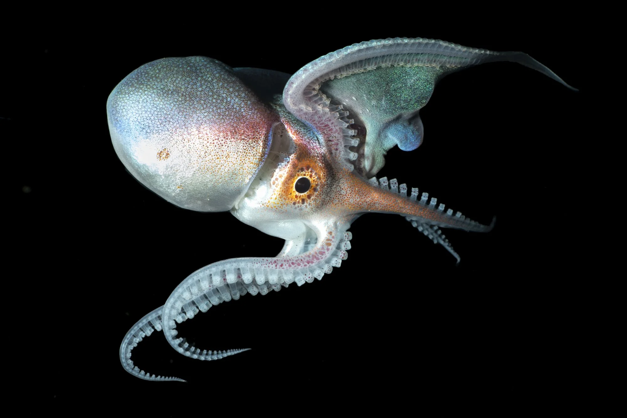 A female blanket octopus photographed on a blackwater dive in north sulawesi. 
