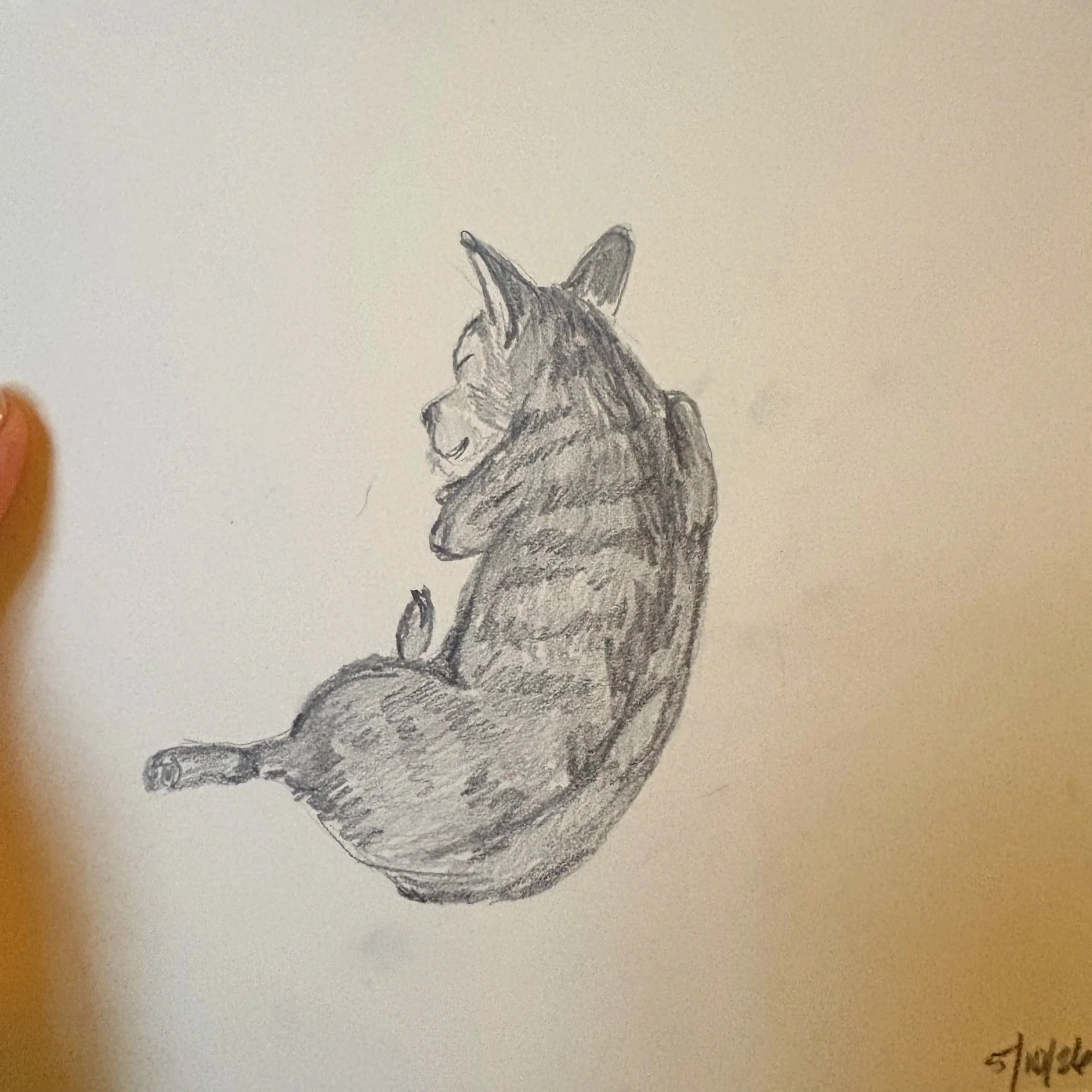 Daily Drawings