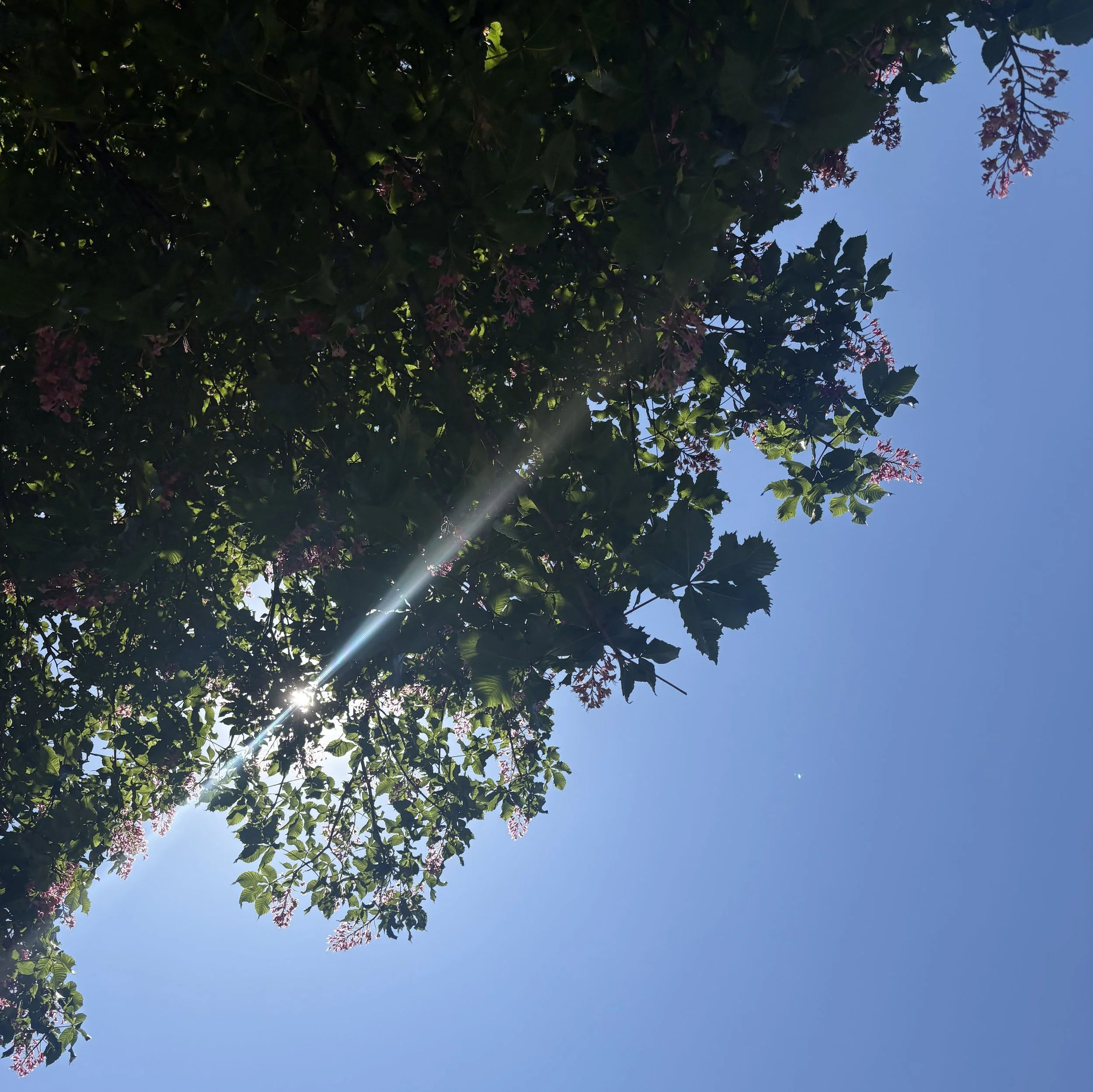 Sunshine peeking through a lush green tree.