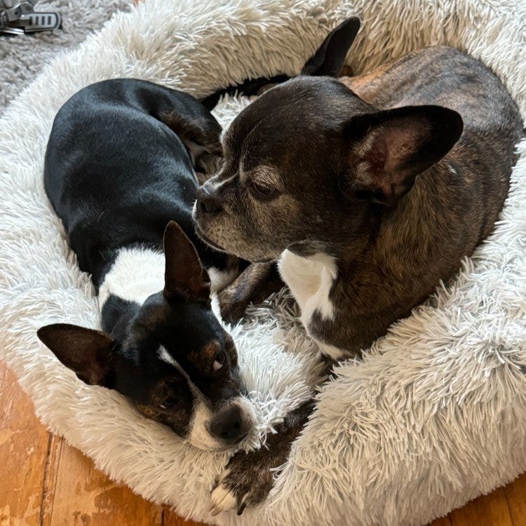 Two dogs curled up together in the shape of a heart.