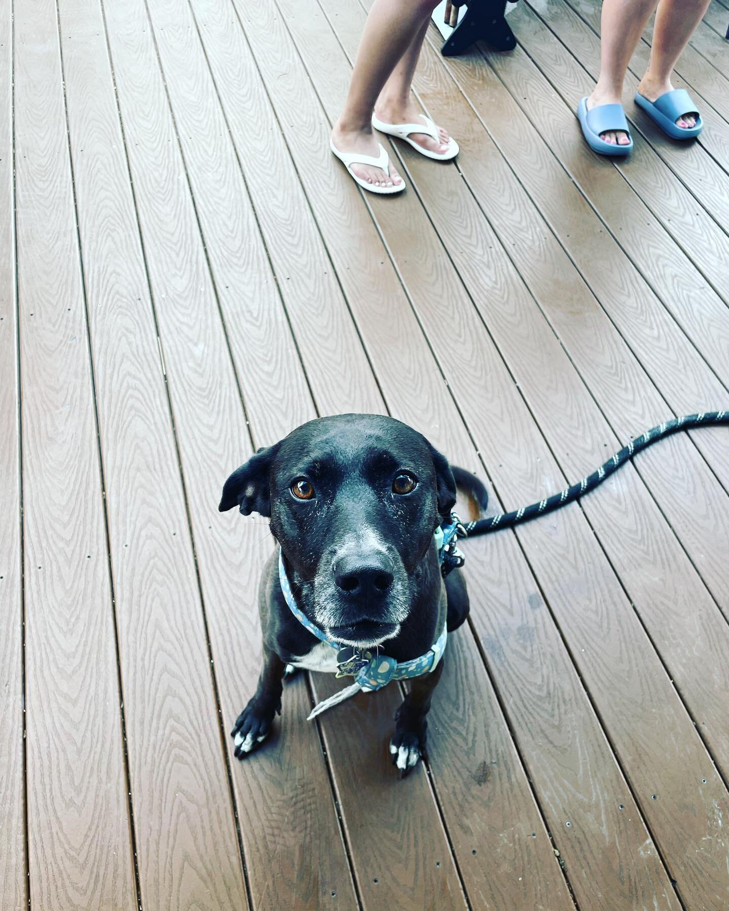 Molly won dock dog of the month for May! This girl has been through it all, hit by a truck and bitten by an alligator. She is truly Florida strong!