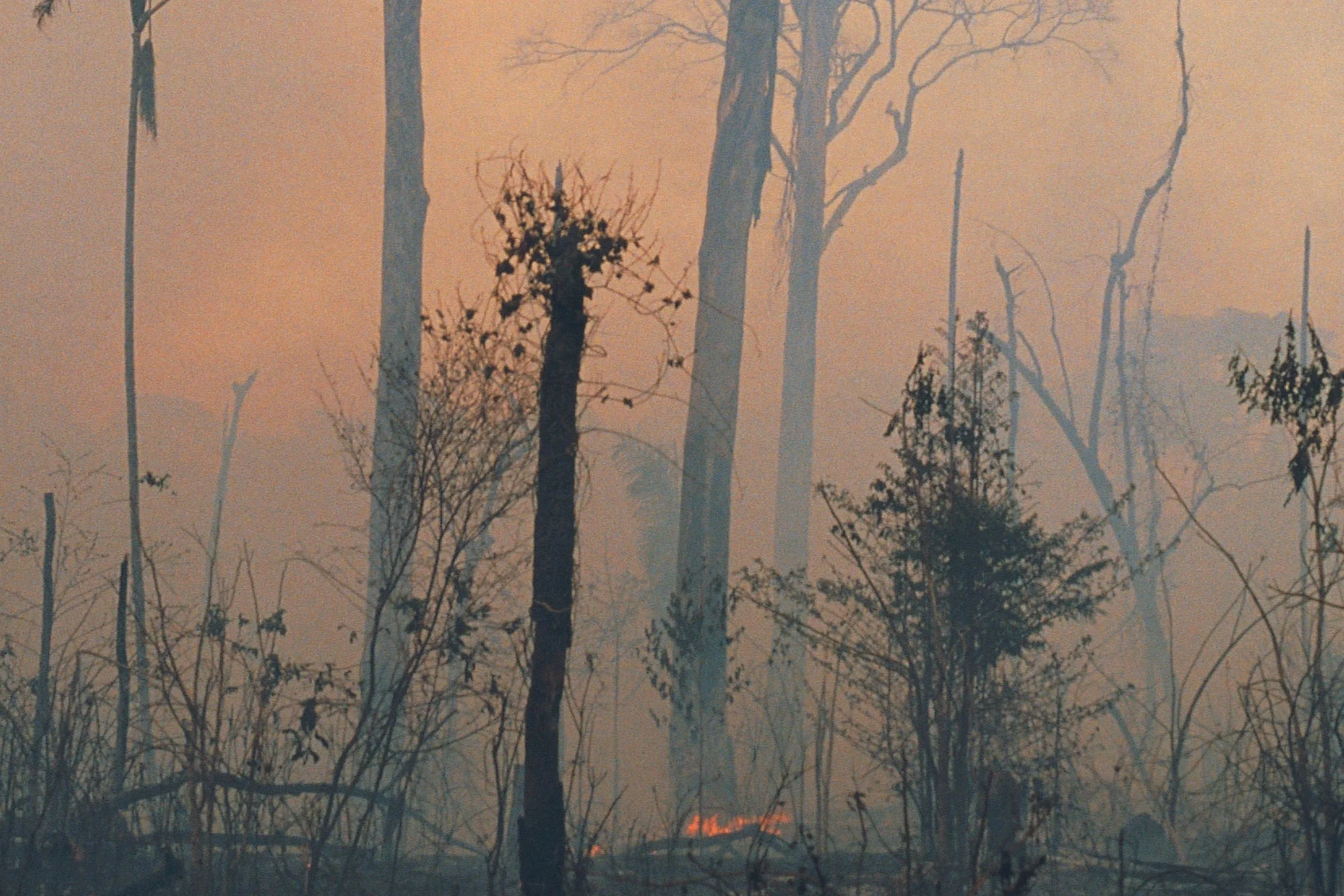 What Remains Will Feed the Roots