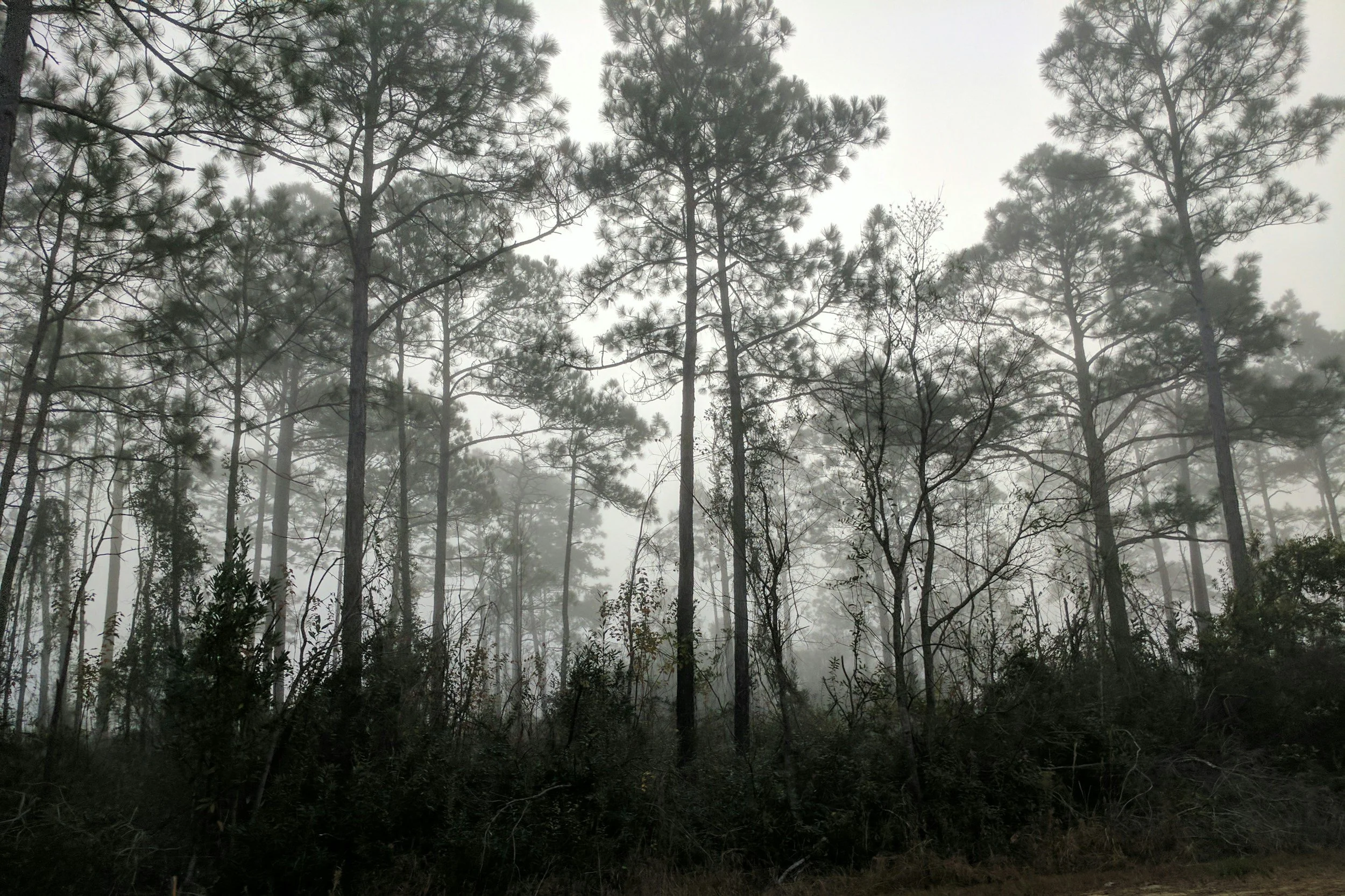 A foggy forest with tall, thin pine trees and dense underbrush