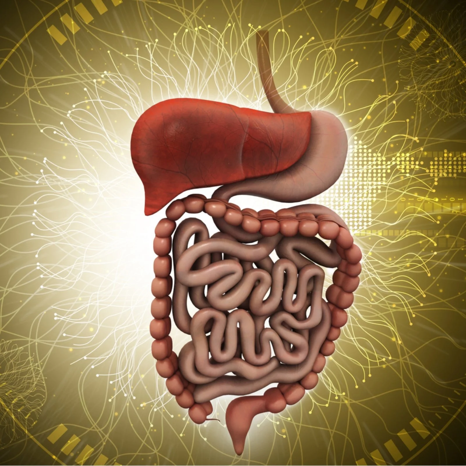 Digital illustration of human digestive system organs, including liver, stomach, intestines, with a yellow abstract background.