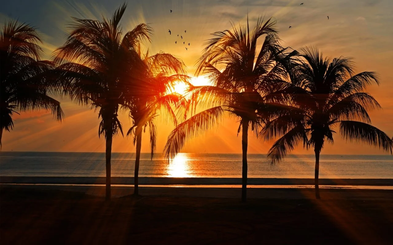 Sunset behind palm trees on a beach with ocean view, birds flying, and orange sky.