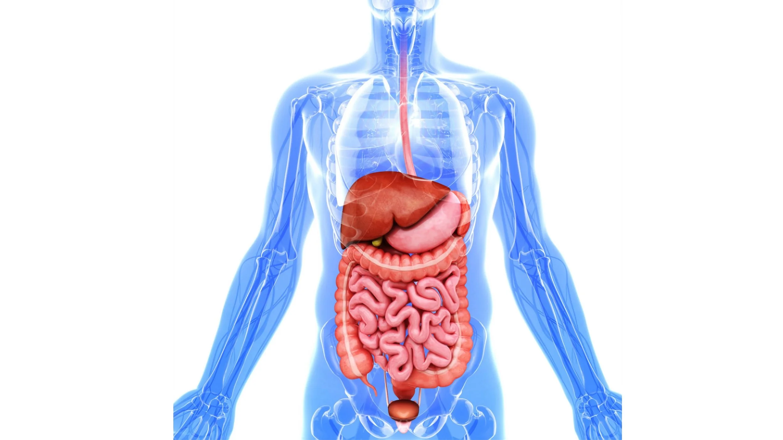 Human anatomical illustration showing digestive system organs including liver, stomach, intestines, and esophagus.