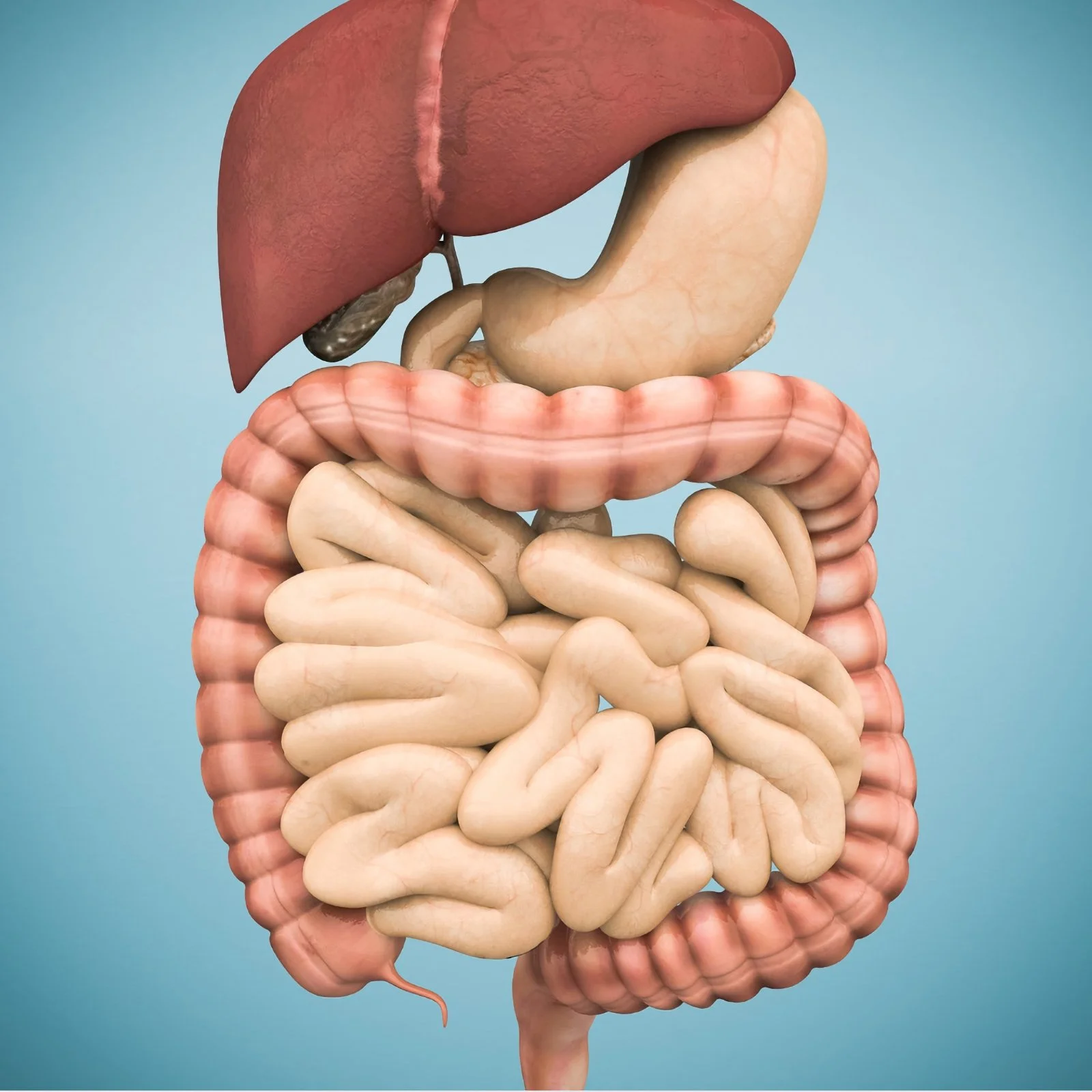 Illustration of human digestive system with liver, stomach, and intestines.