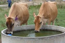 Two cows drinking water from a metal trough in a grassy field.