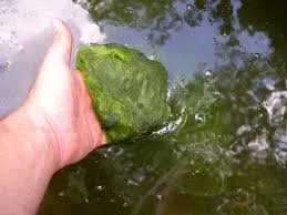 Hand holding green algae in water