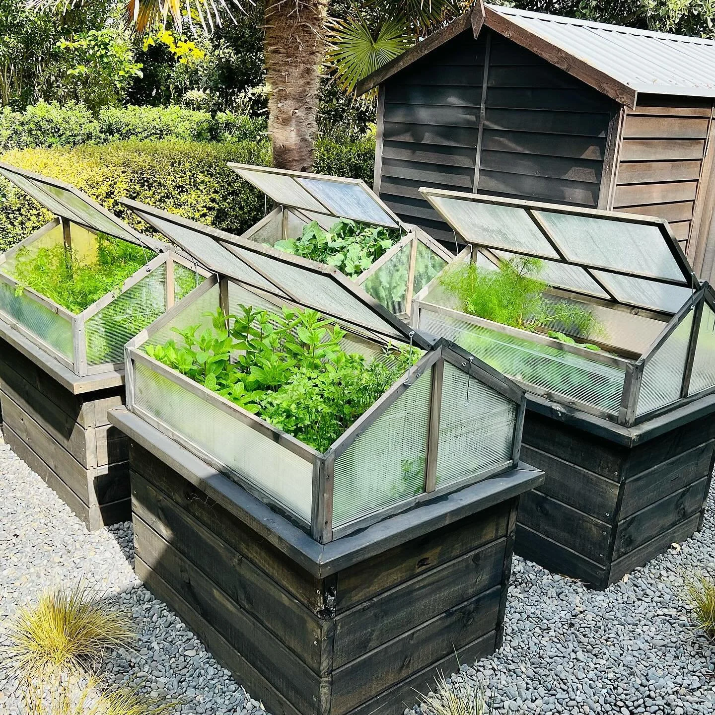 The new veggie patch is a winner. Massive amounts of mint and parsley = pesto a go go. Can&rsquo;t wait for the strawberries 🍓 🍓 🍓