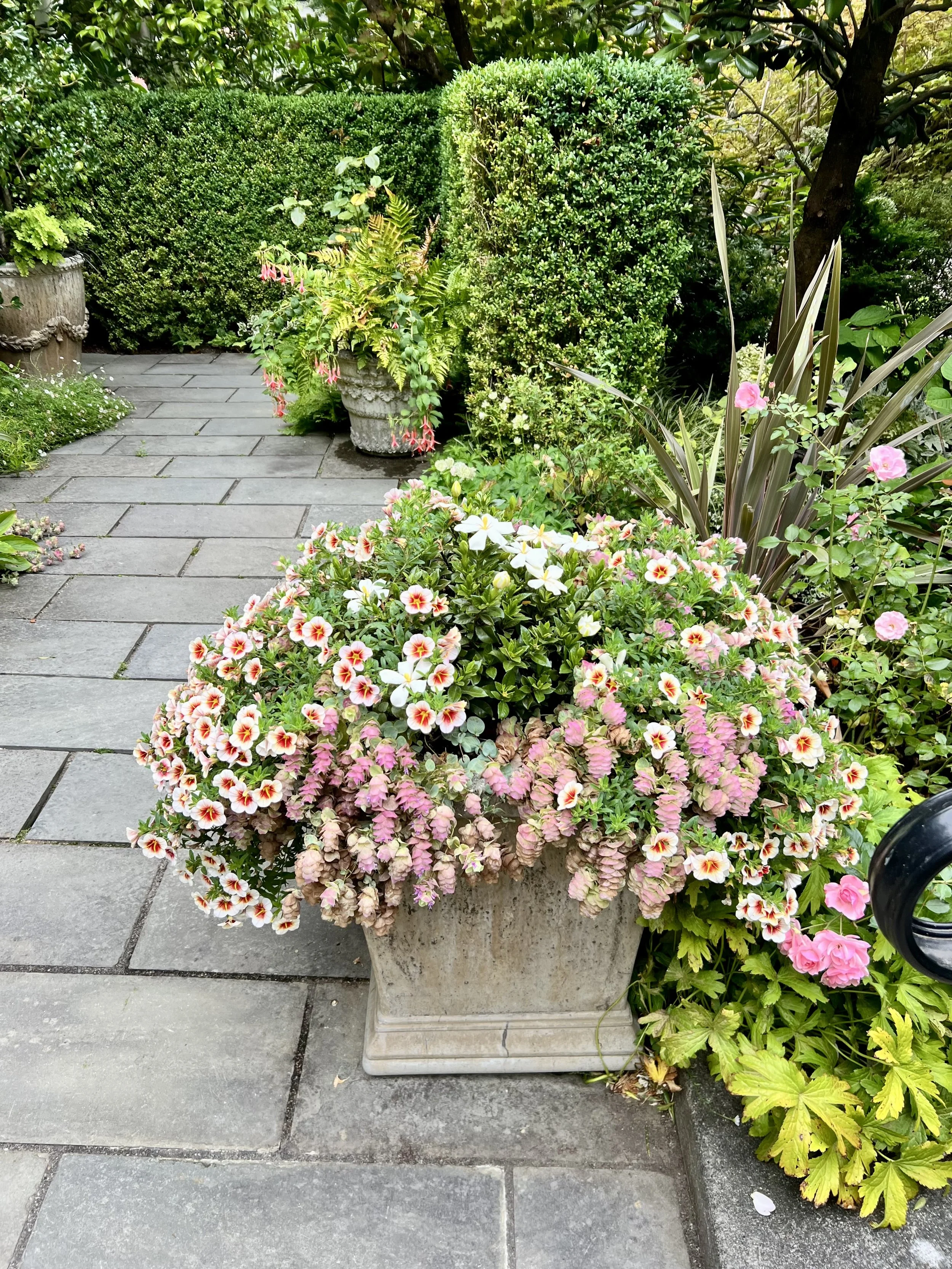 dreamy on capitol hill