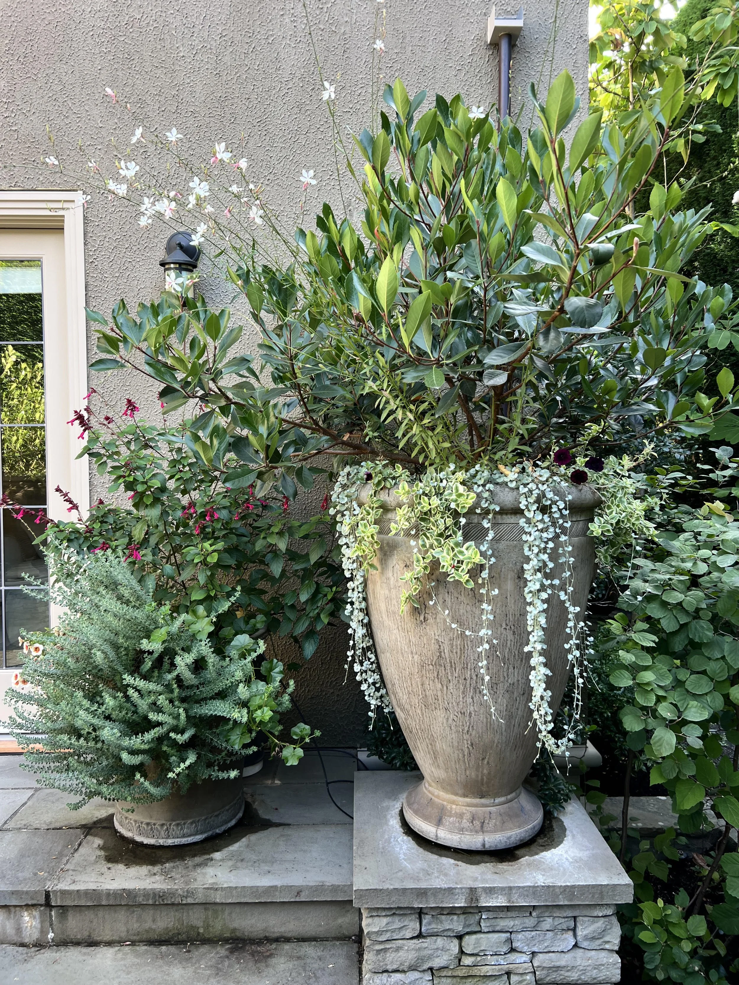 dreamy on capitol hill