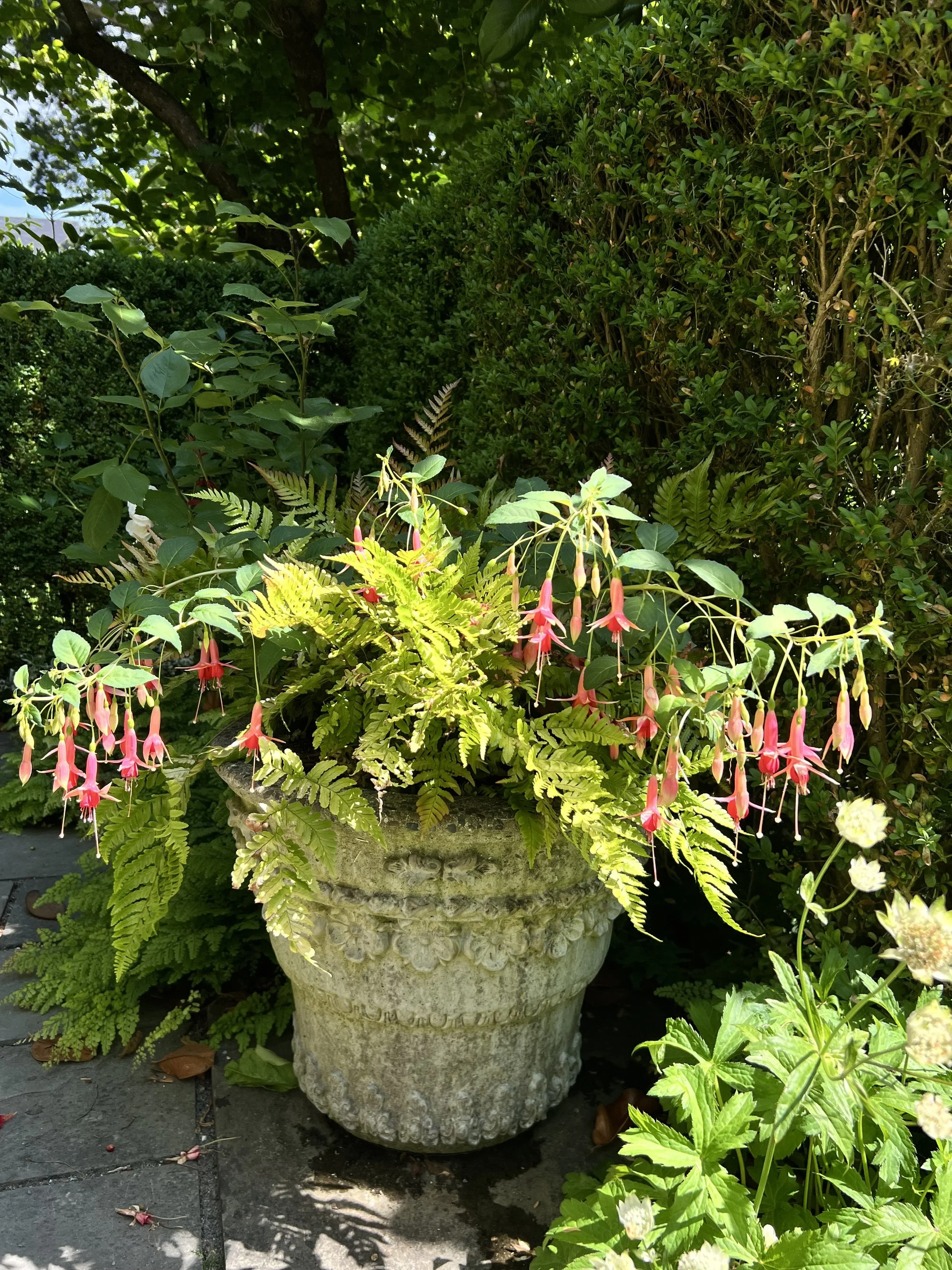 fuchsia and fern