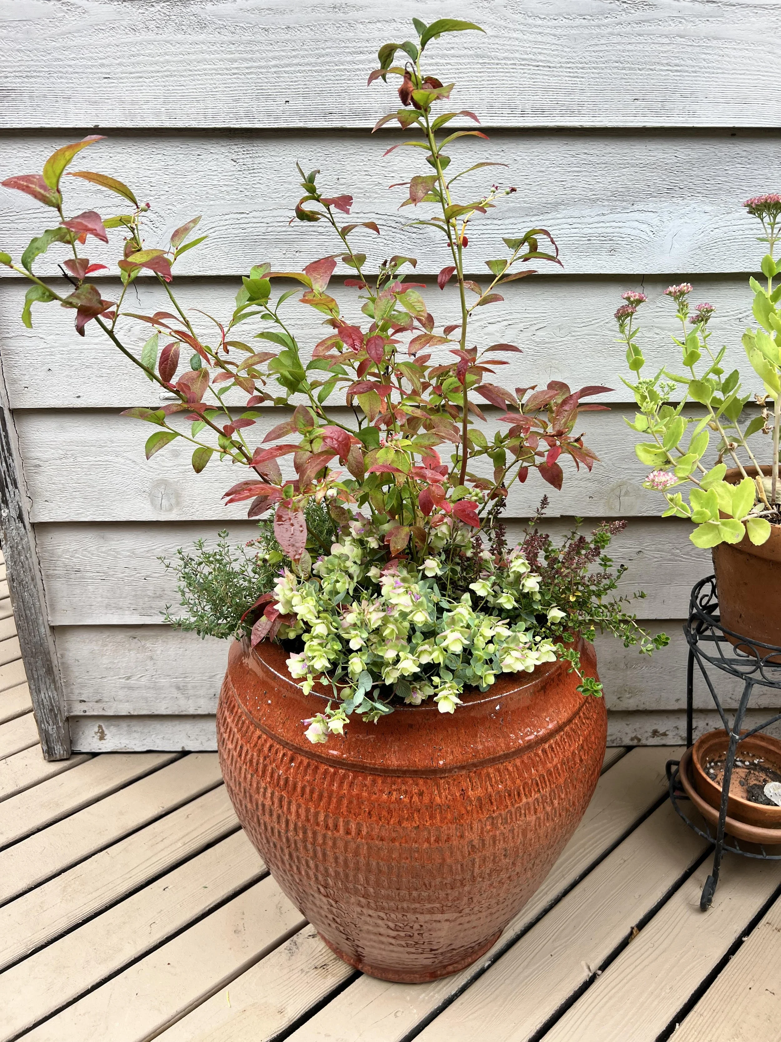 edible plant container