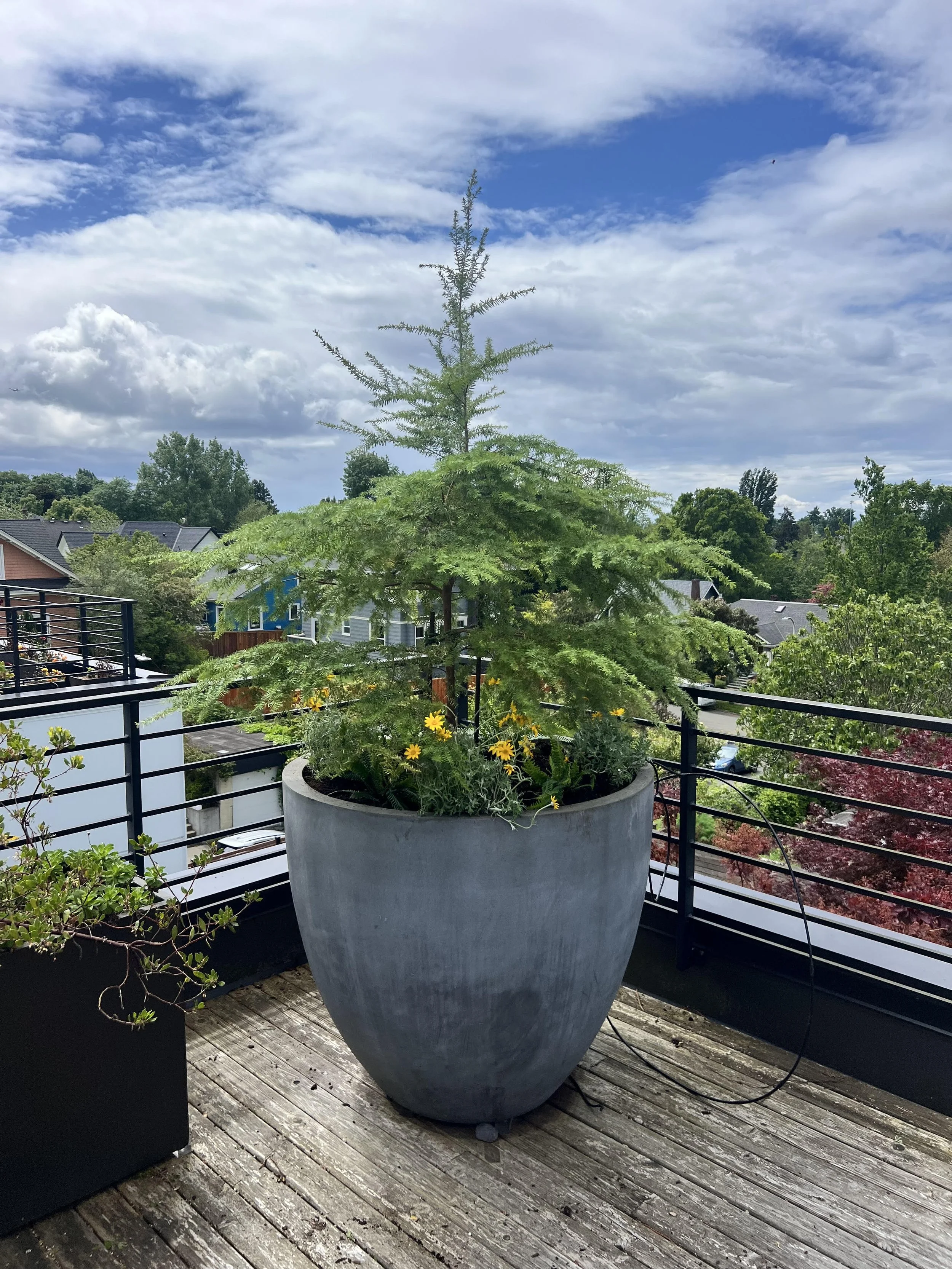 native rooftop patio
