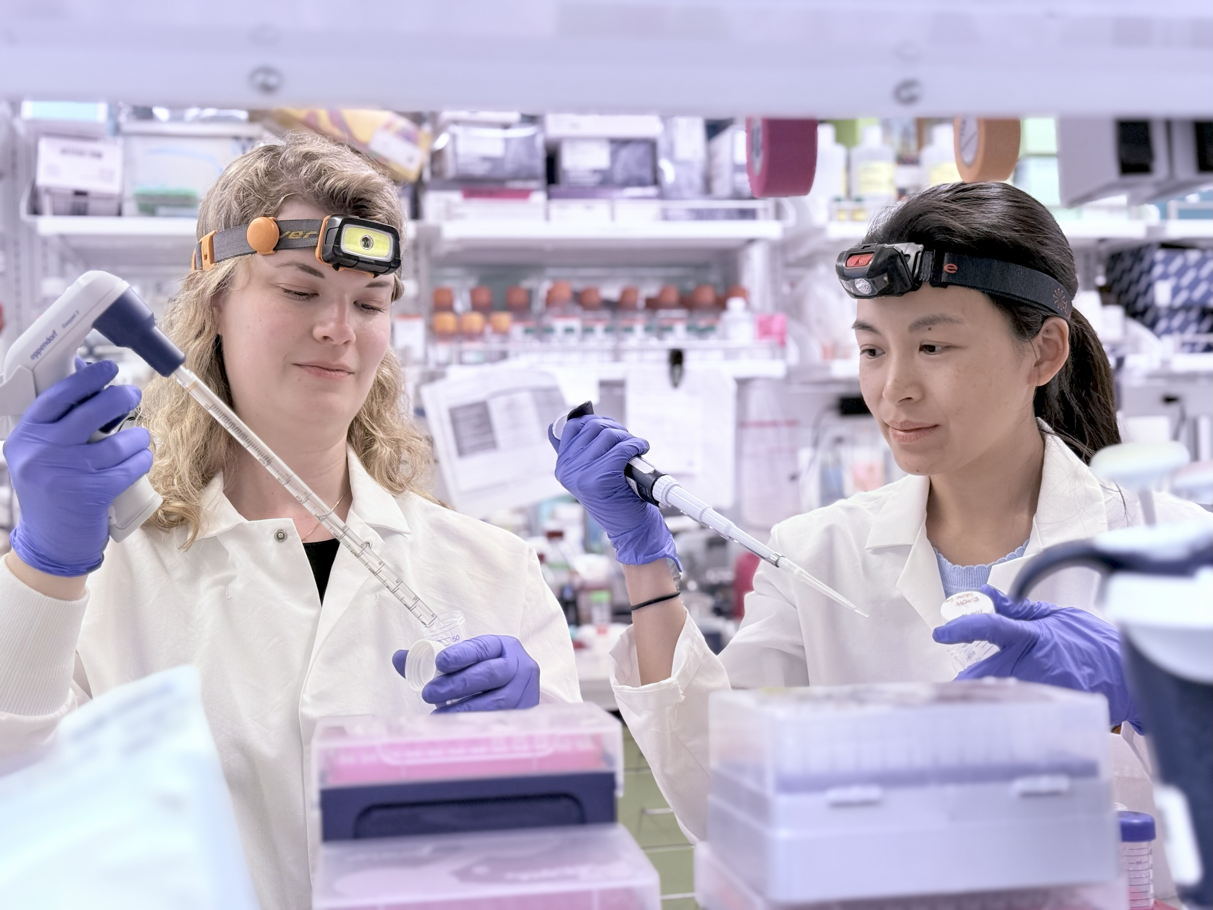1. SEPARATION: Researchers make different solutions that help break open cells, clean up the contents inside those cells, and separate out the ribosomes.