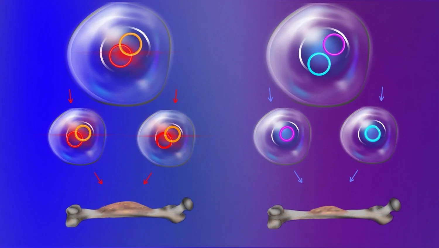 On the left, ecDNAs that link together to enhance cancer cell growth tend to be inherited together by daughter cells after cell division. On the right, in contrast, ecDNAs that are inherited randomly give more genetic variability but may be less like