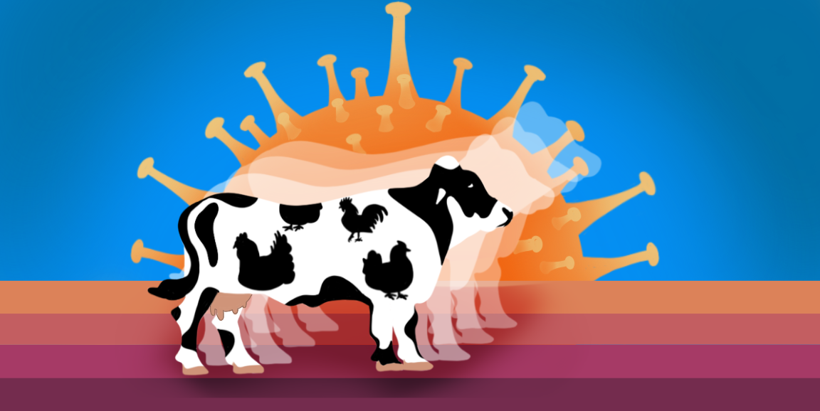 A new dawn of avian flu replicating in cows. Credit: Emily Moskal/Stanford Medicine