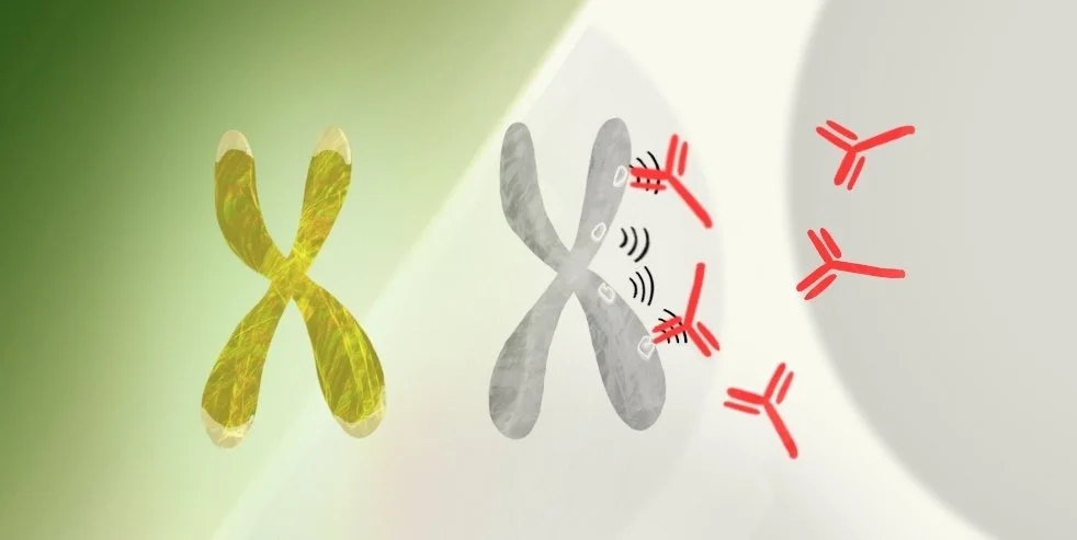 In every cell in a woman's body, one X chromosome is disabled to ensure that the right levels of proteins are produced from that chromosome pair. But the way the second chromosome is shut down generates unfamiliar molecular structures that can trigge