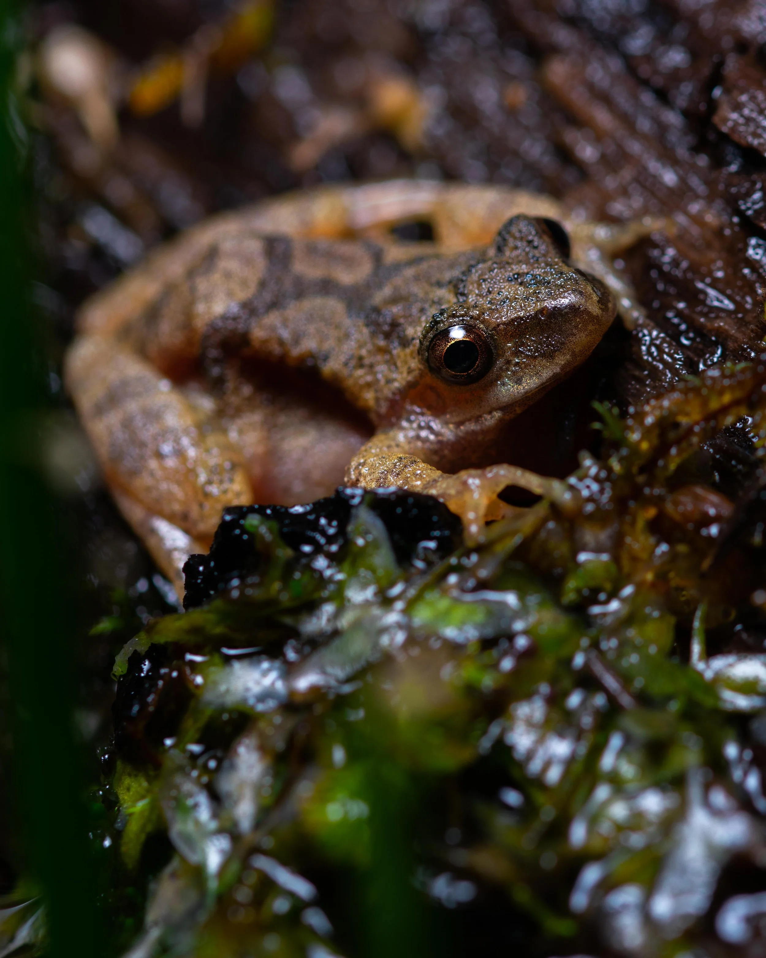 Reptiles & Amphibians