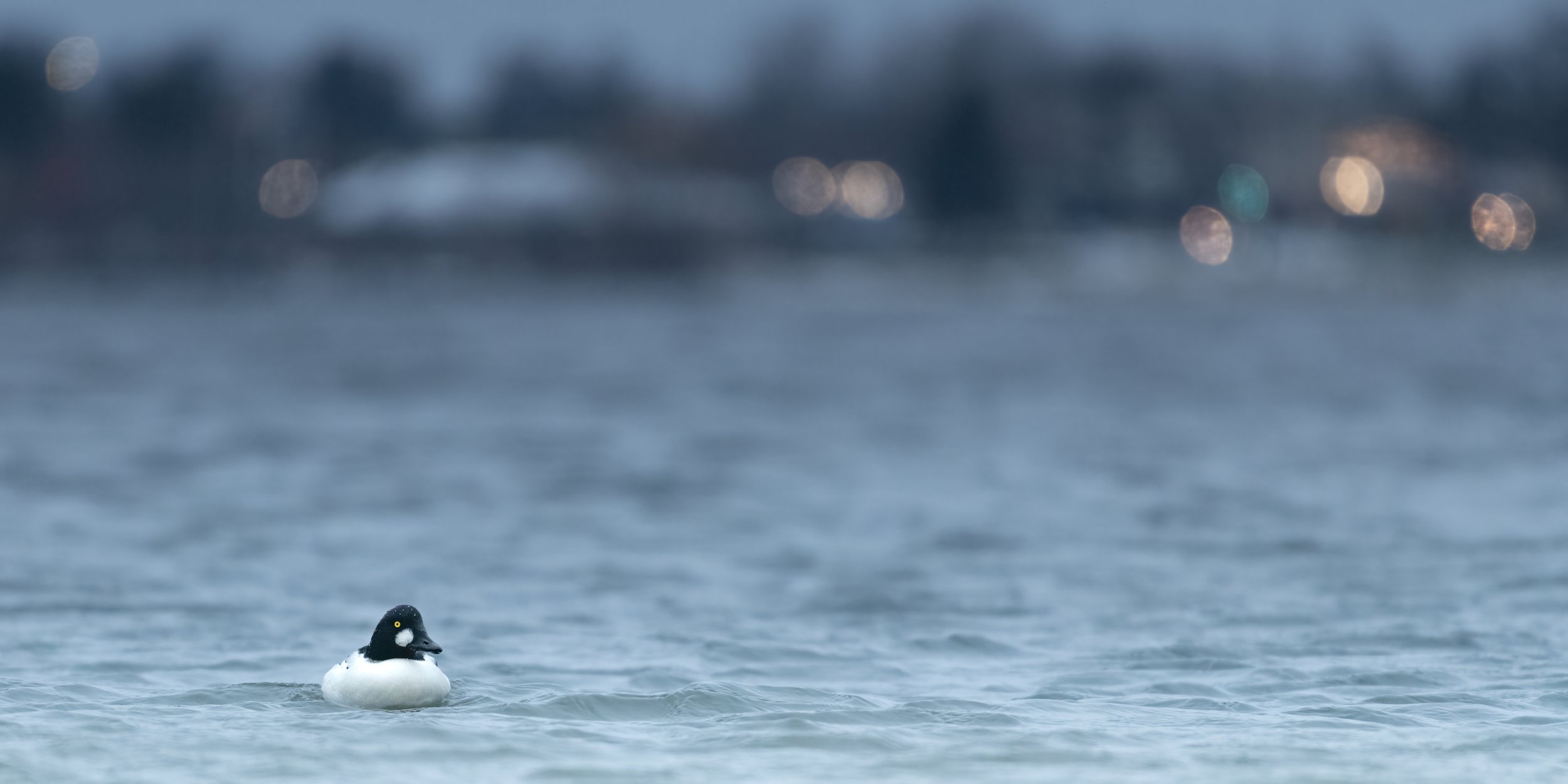 Late November Waterfowl
