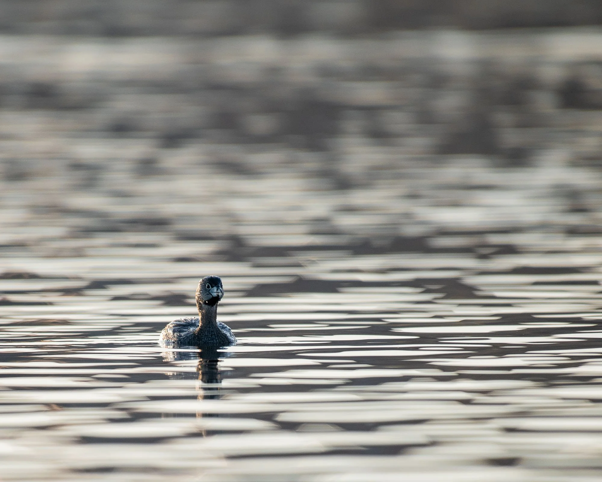 Spring Waterfowl on Lake Bemidji