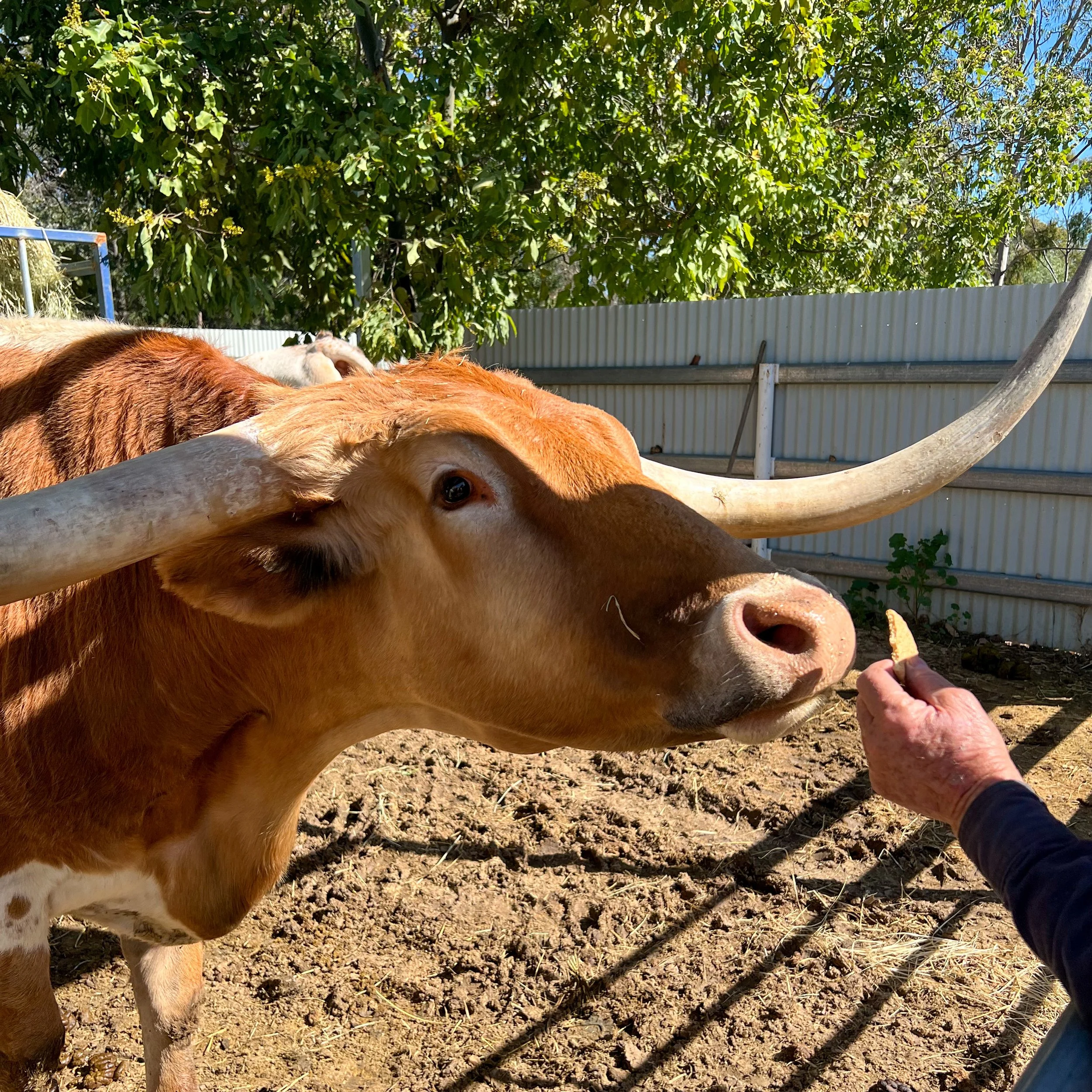Person's hand holding food for a Texas Longhorn cattle that is leaning in to eat the food