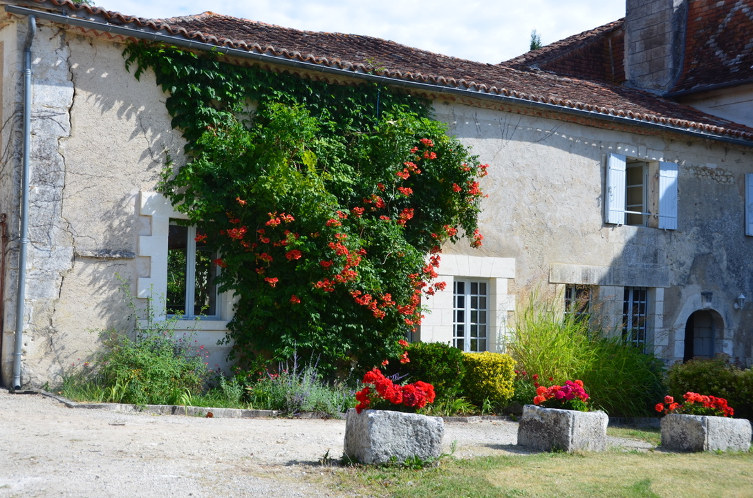 Courtyard geraniums.png