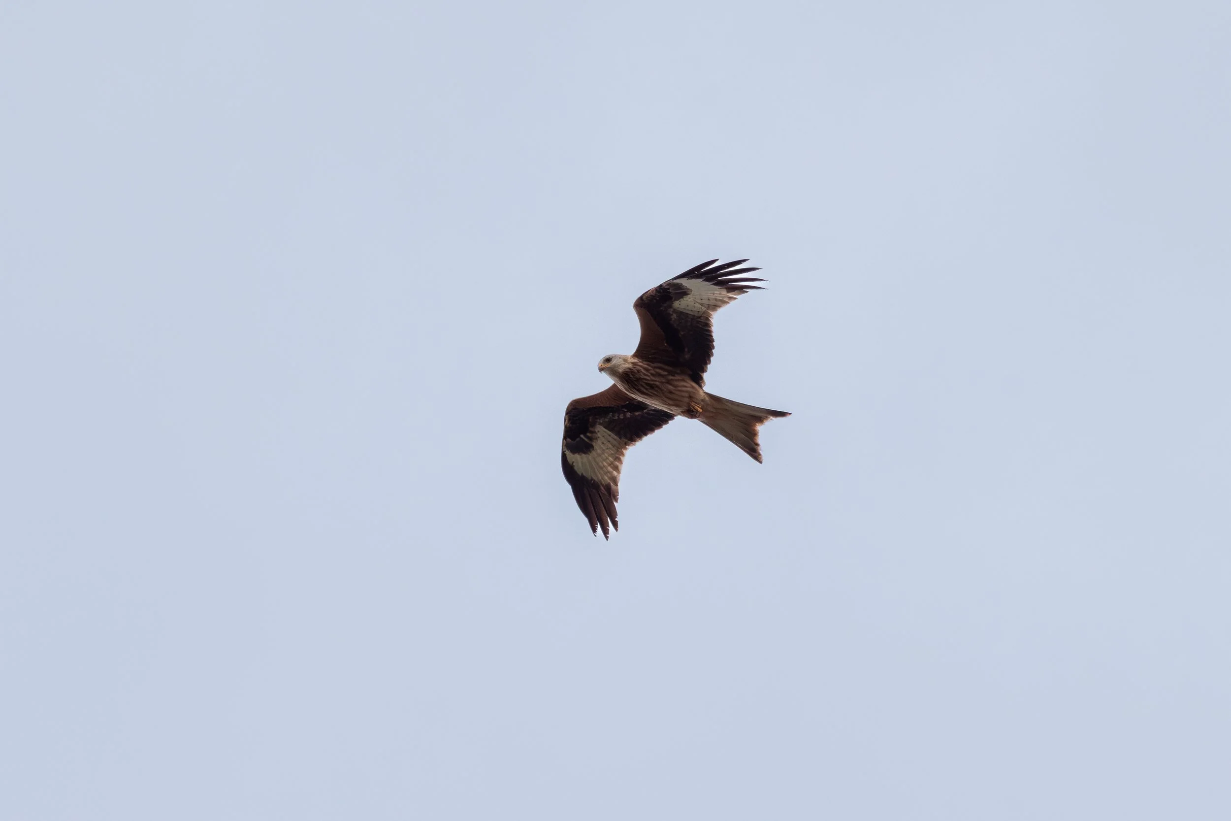 Gamaia-05112025-01.jpg