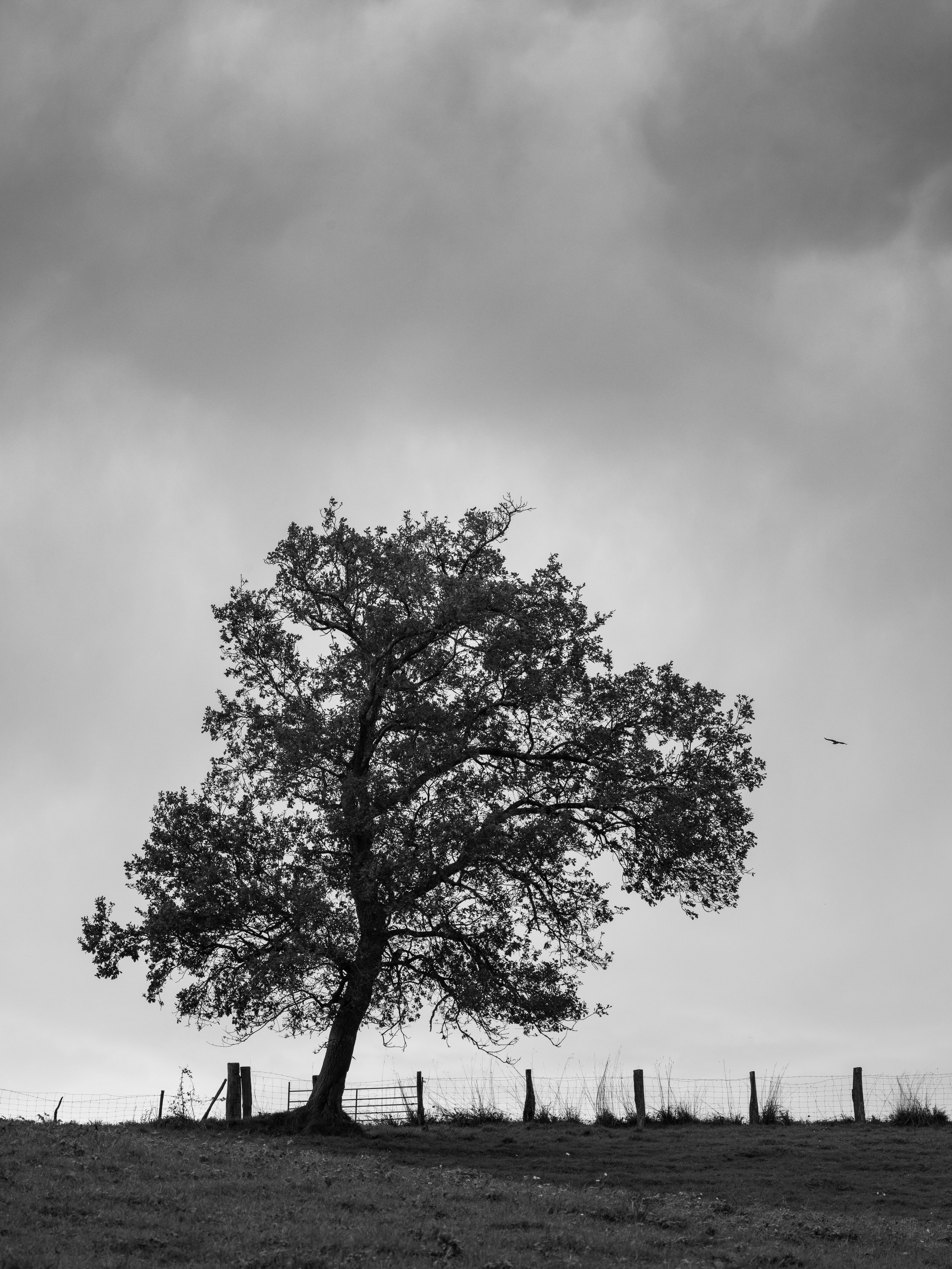 Gamaia-05112025-06.jpg