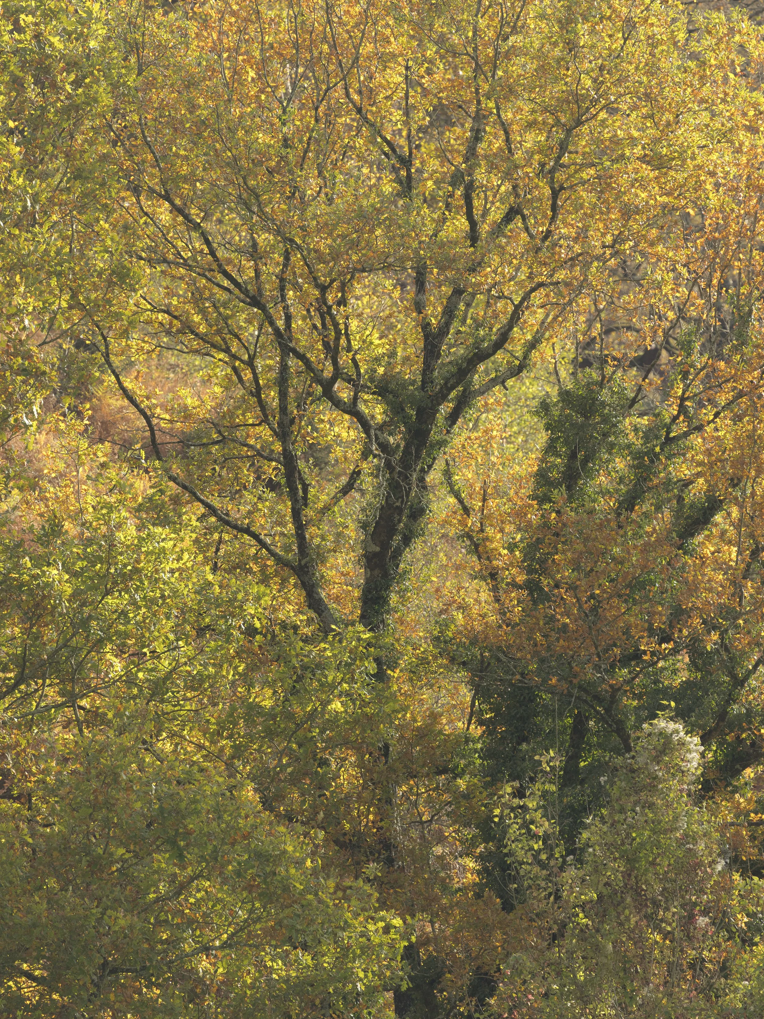 Gamaia-05112025-07.jpg