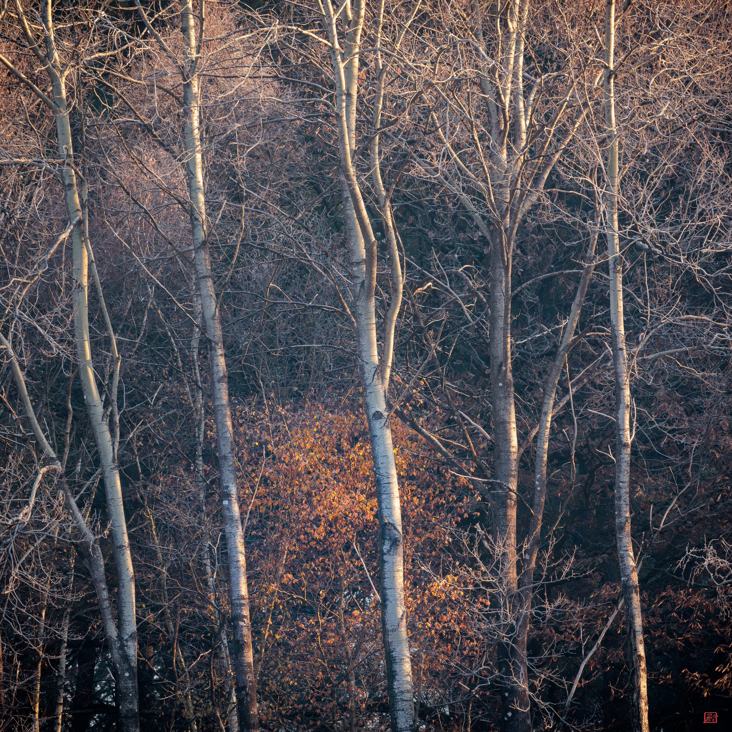 _U9A0452.jpg