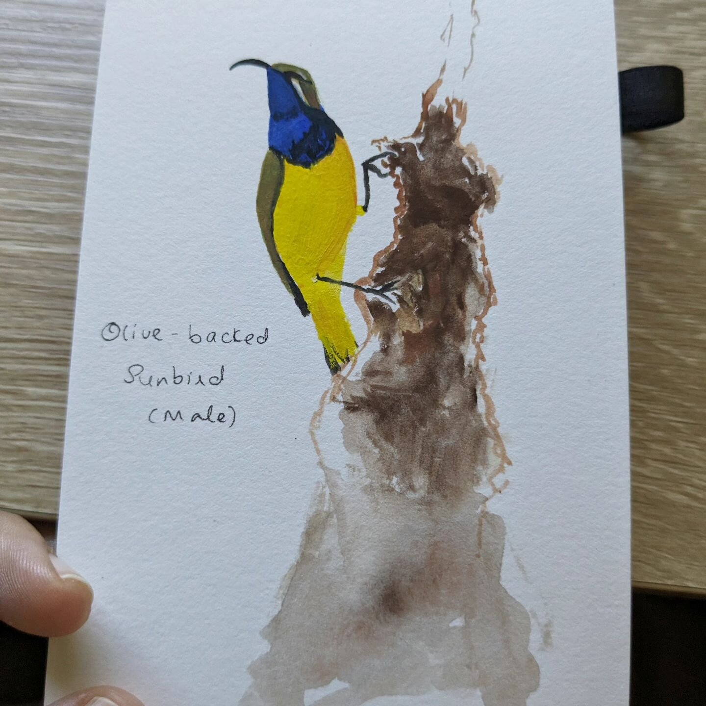 (male) Olive-backed Sunbird! 

Just a quick sketchy painting of the bird after sketching his nest a few days ago. They're such gorgeous birds. The make has a distinctive blue throat.

#gouachebird #gouachenature #gouacheillustration #australianbirdpa