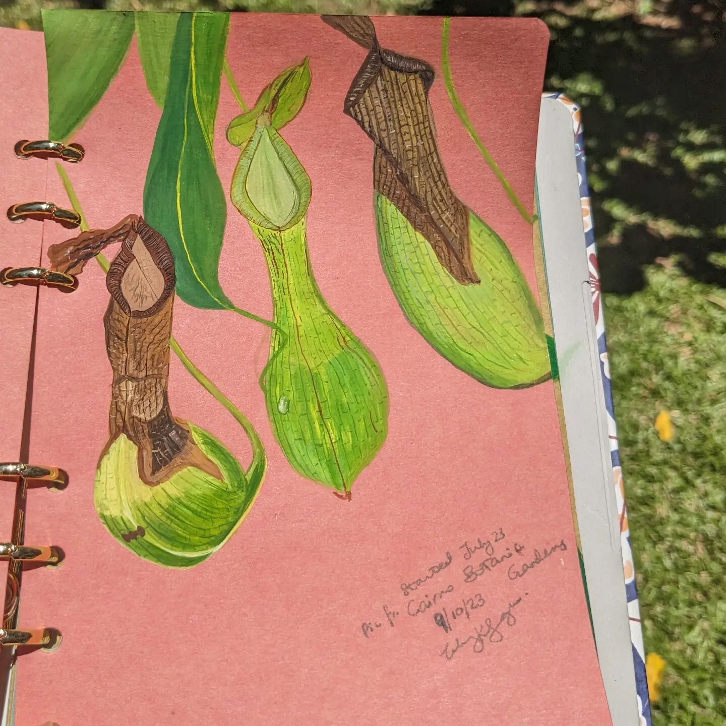 Pitcher Plants seen at the Cairns Botanical Gardens a few months ago.

It's always fun when pieces go from &quot;work in progress&quot; to complete. It was hard to know when this page was done but after working on it a few days ago I decided to leave