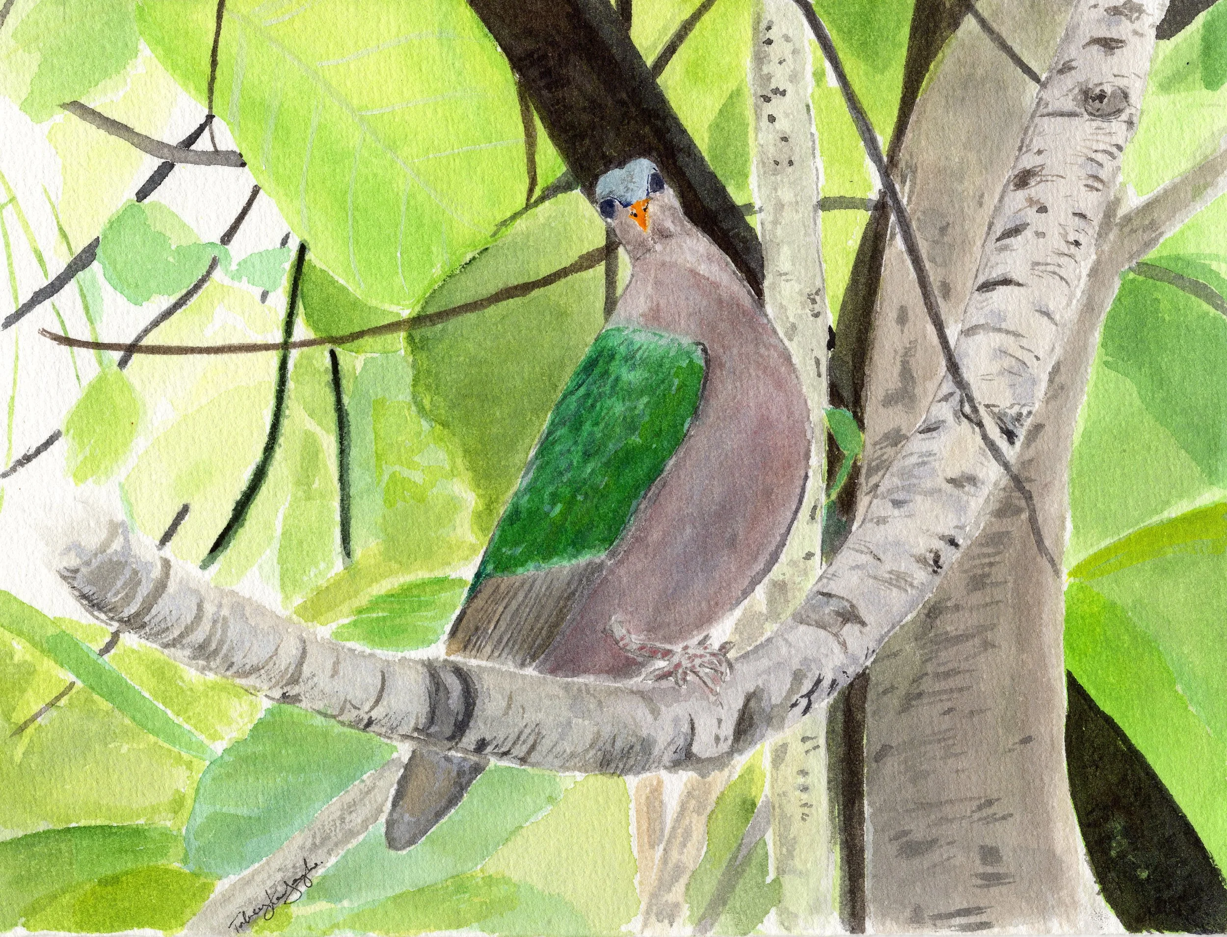 Emerald Dove, Christmas Island, Talweez Senghera