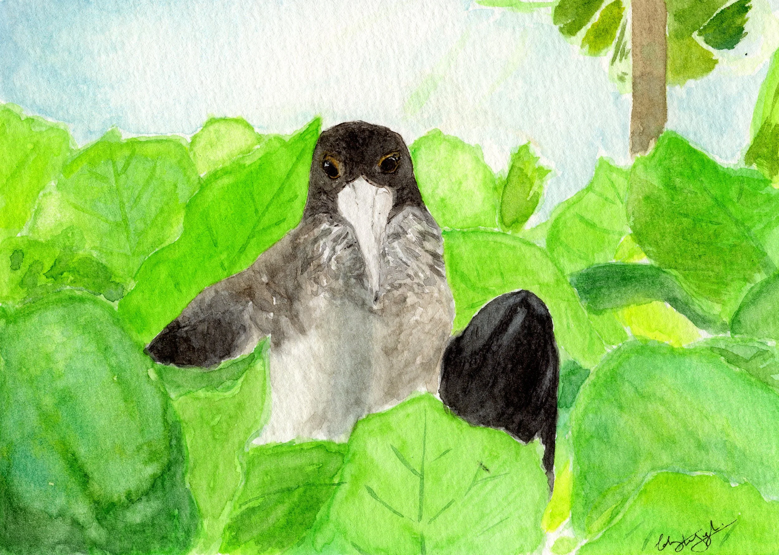 Greater Frigatebird, Christmas Island, Talweez Senghera