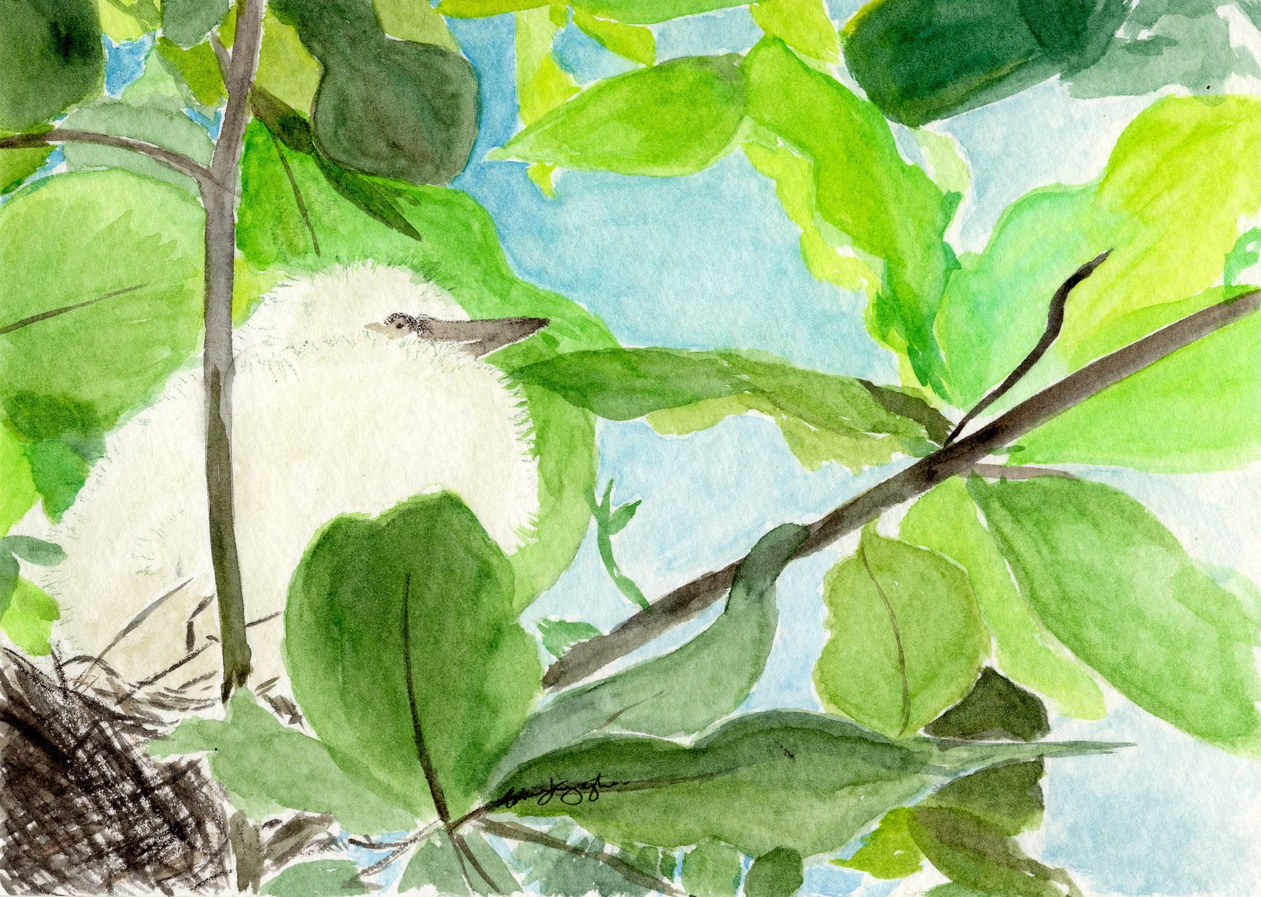 Red-footed Booby chick, Christmas Island, Talweez Senghera