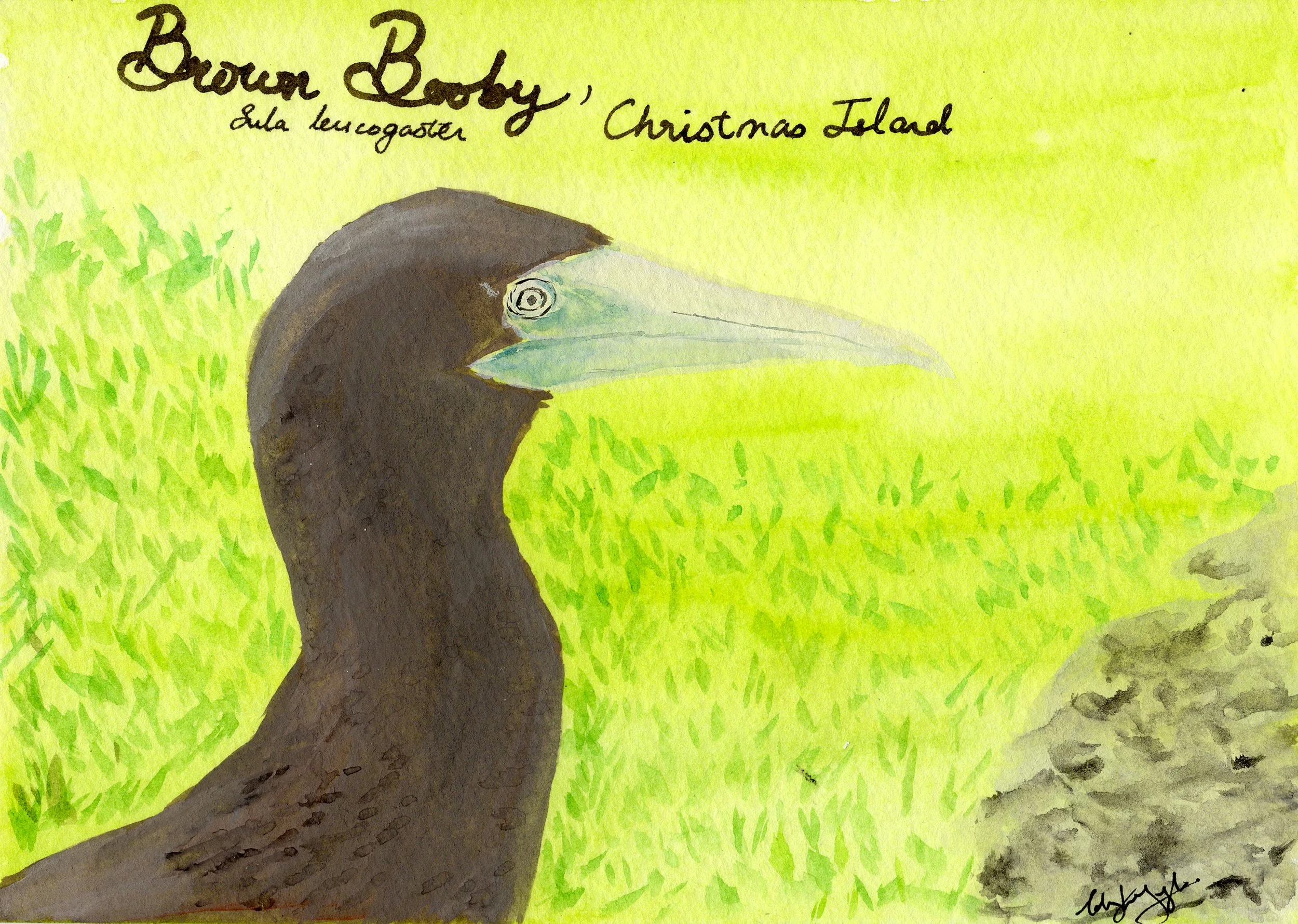 Brown Booby, Christmas Island, Talweez Senghera