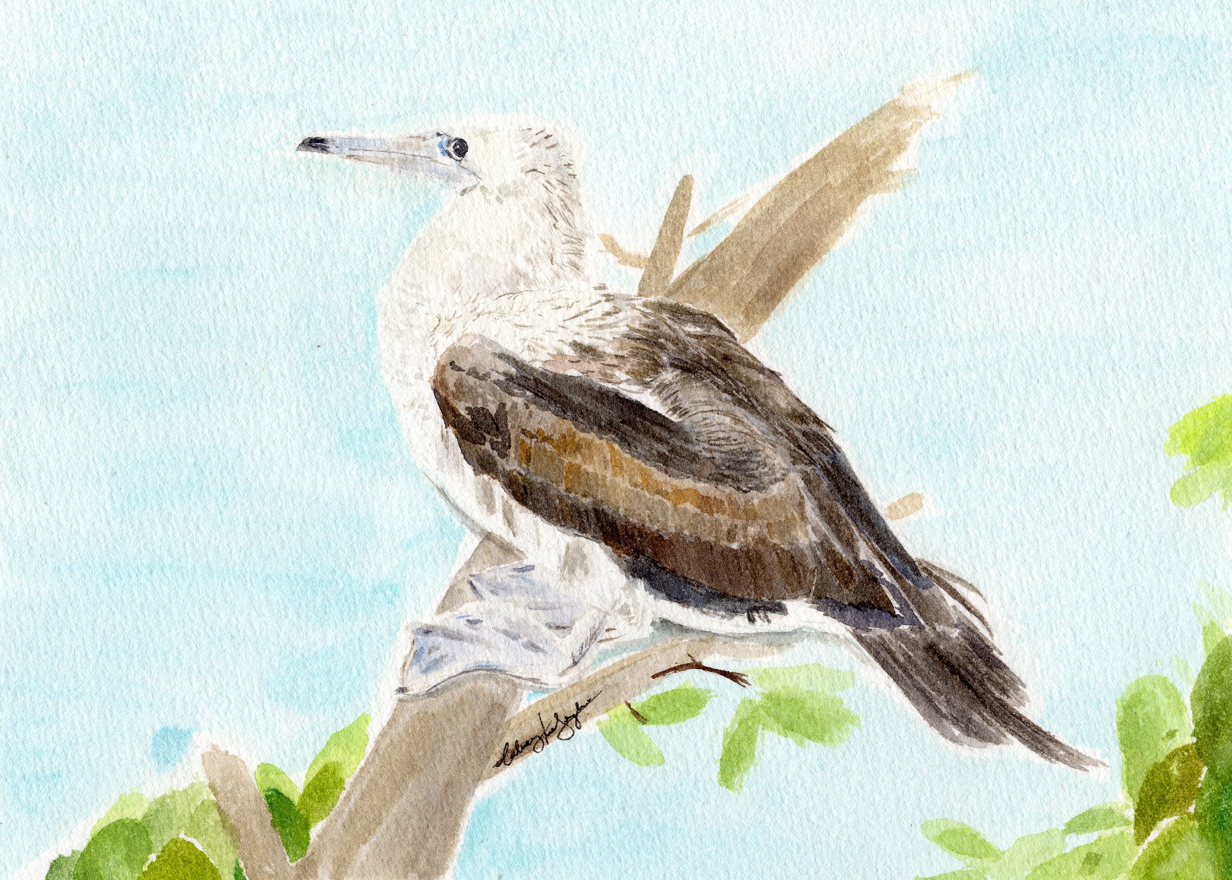 Abbott's Booby, Christmas Island, Talweez Senghera