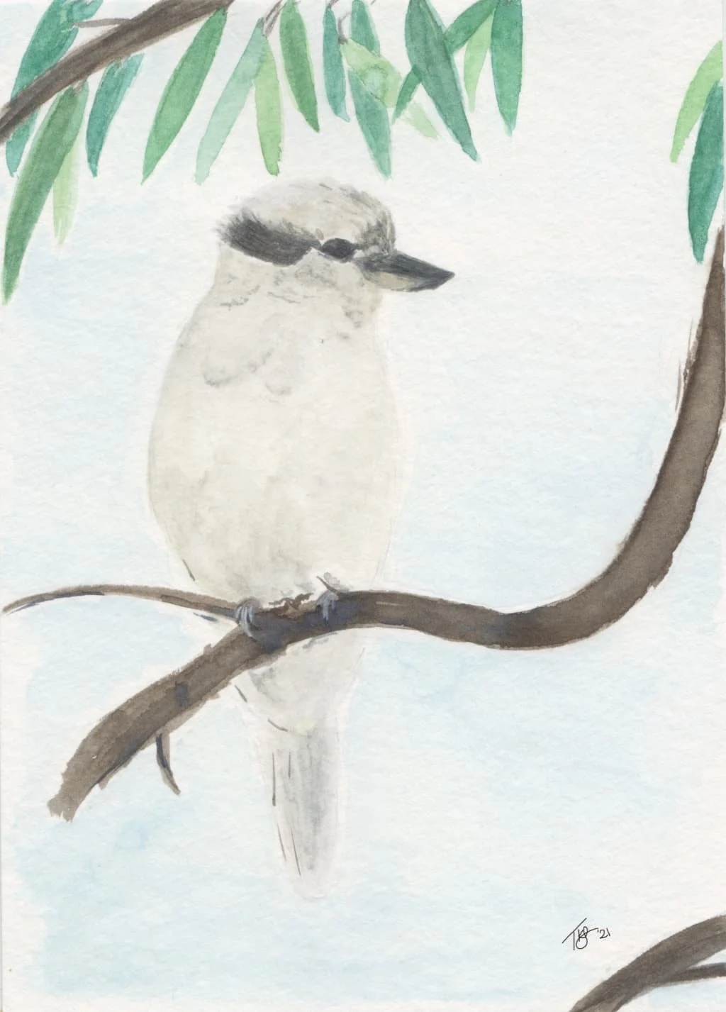 Kookaburra, Perth, Talweez Senghera