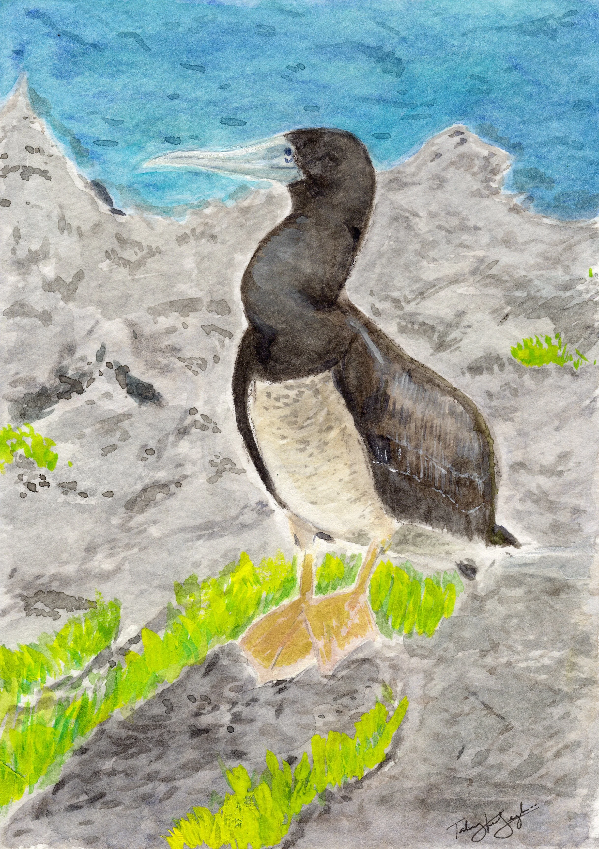 Brown Booby, Christmas Island, Talweez Senghera