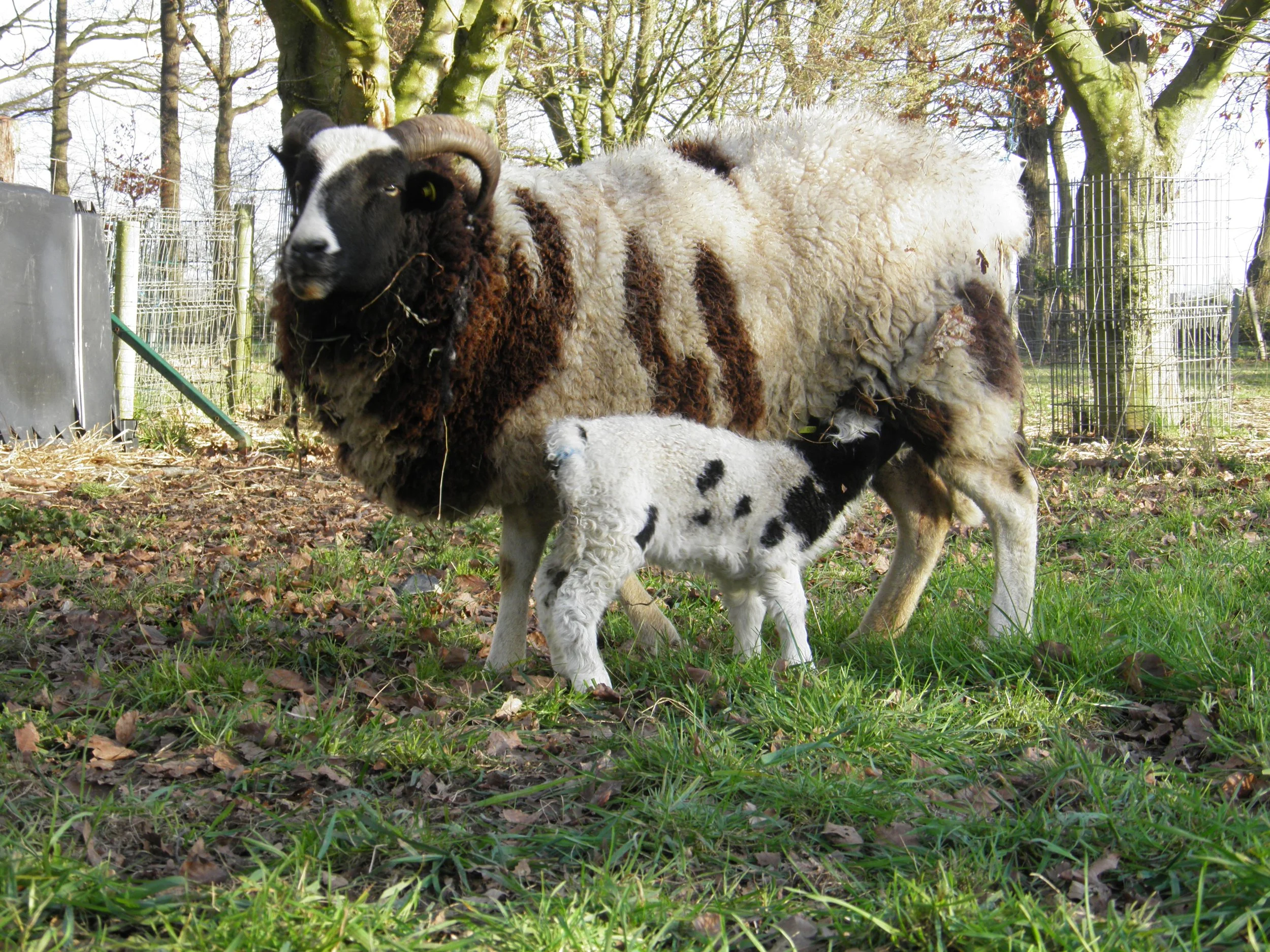 Jacobsschafschur in Kempen