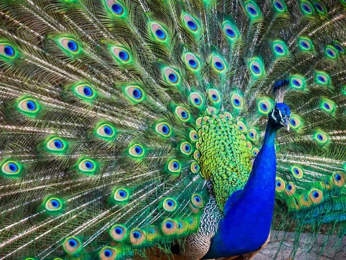 Peacock 2.jpeg