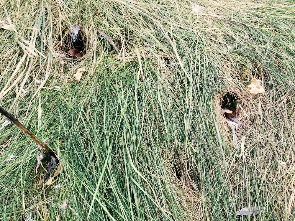 Vole nests and travel routes in unmown pastures