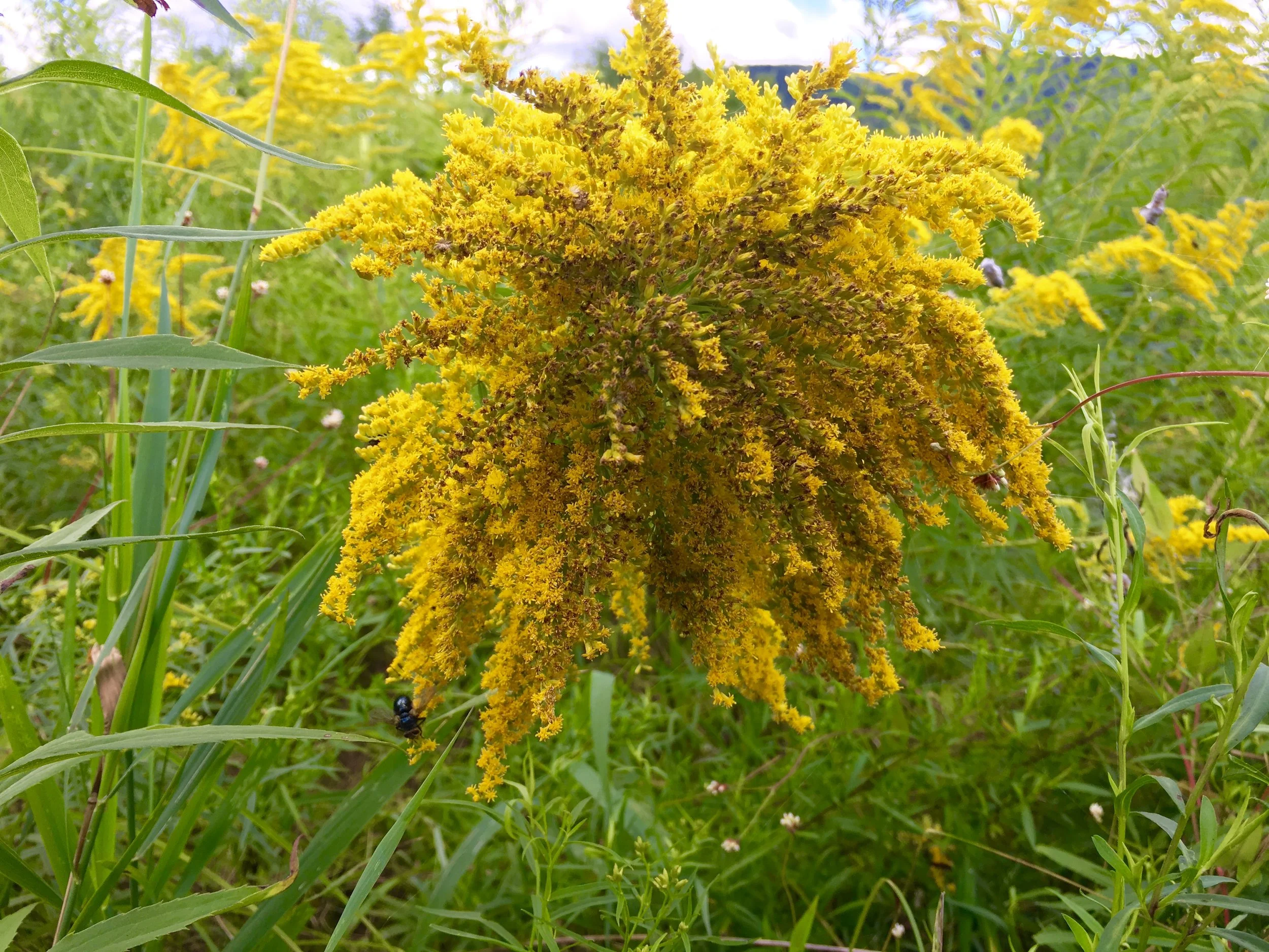 Regenerative Vegan Growing at SHO