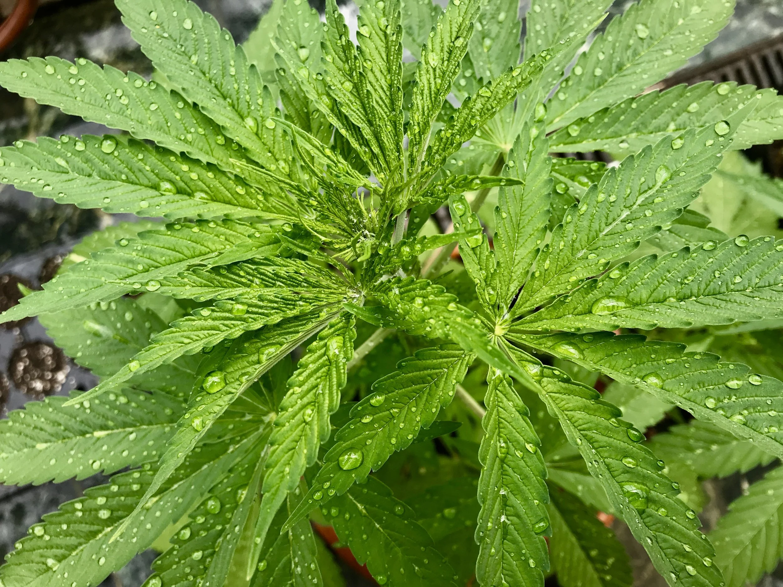 CBDuck Informational Resources and FAQ