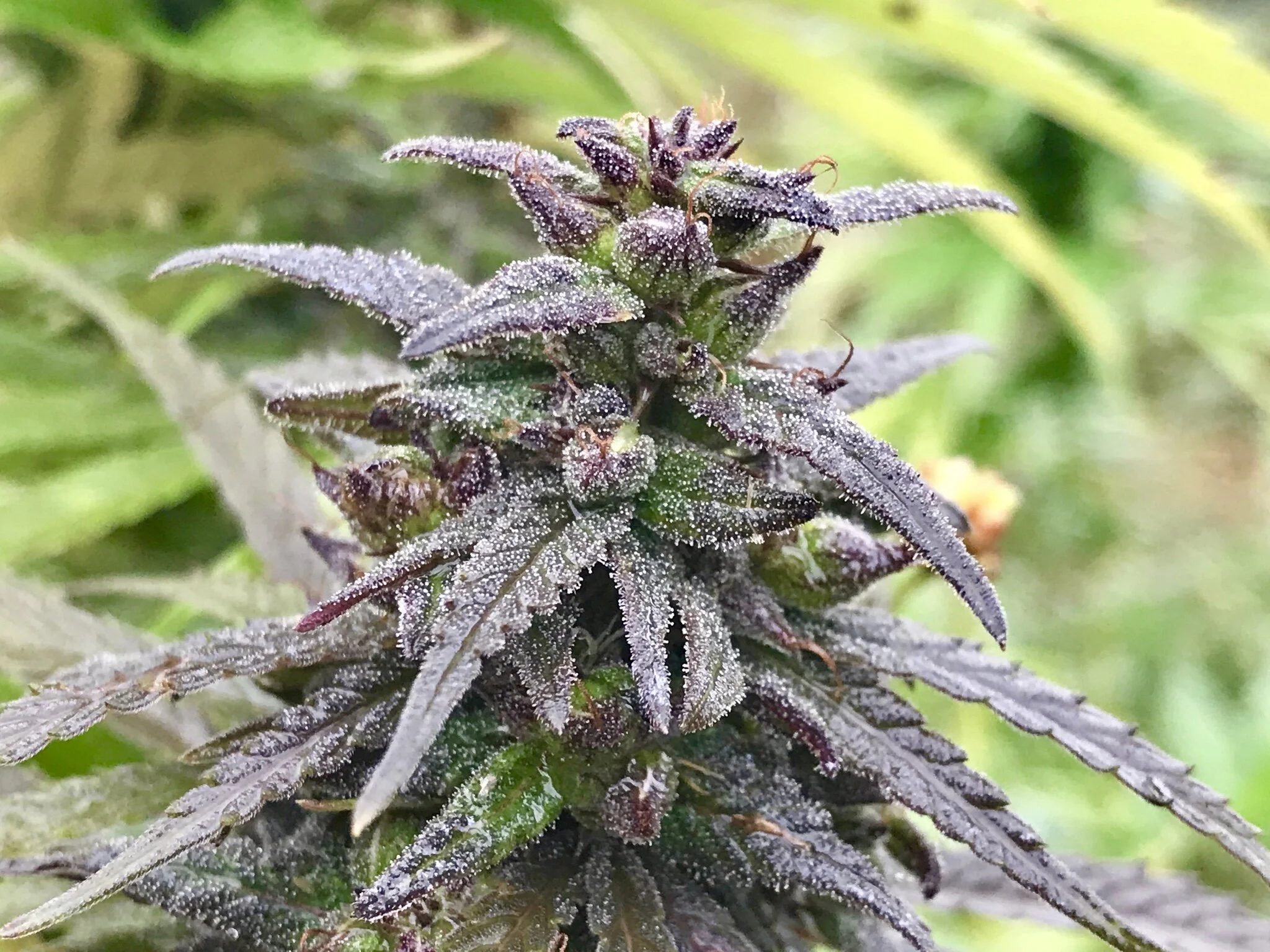 About Our Hemp Strain, Otto II