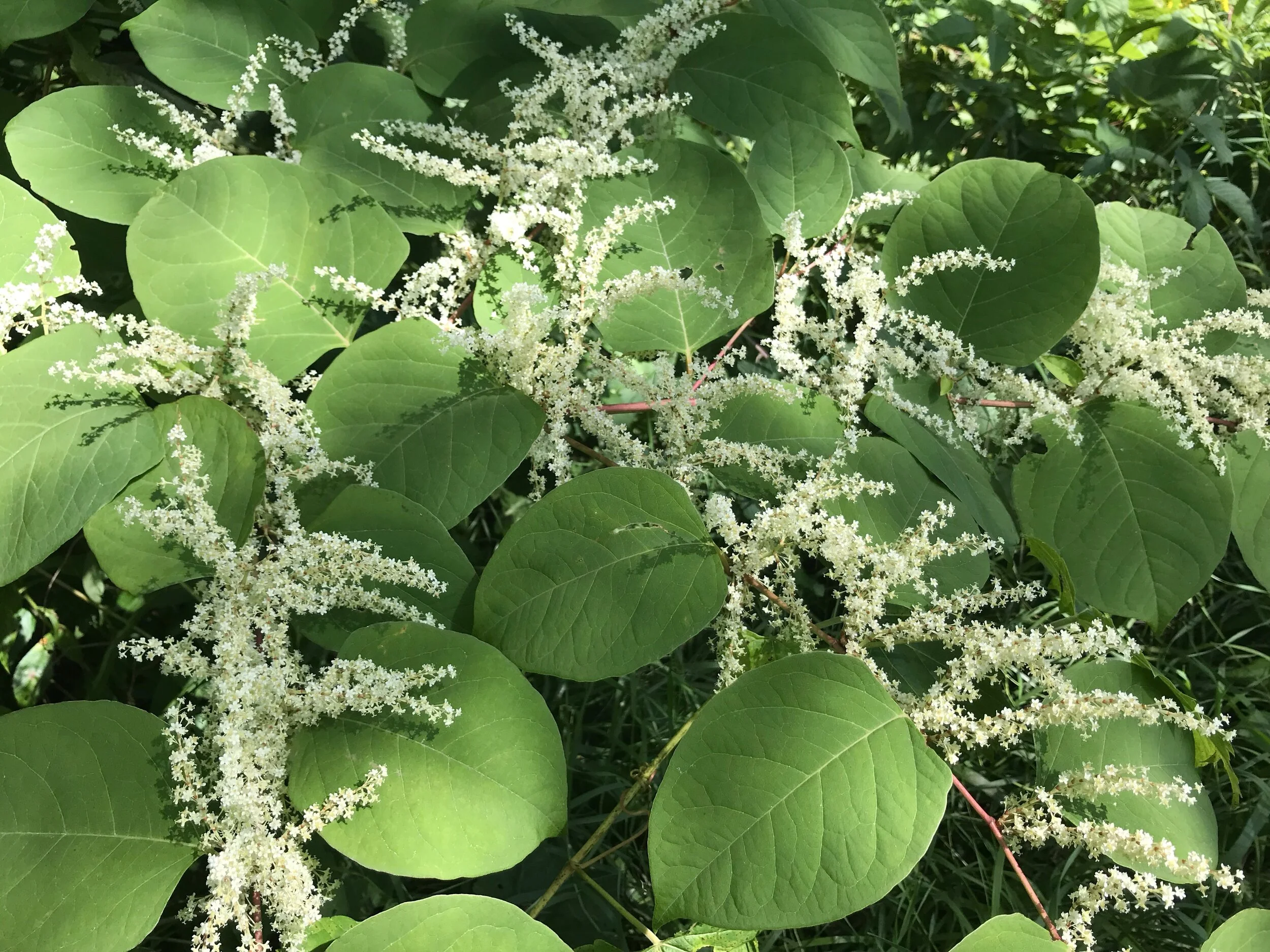 Japanese knotweed could be more effective than antibiotics at tackling the growing problem of Lyme disease