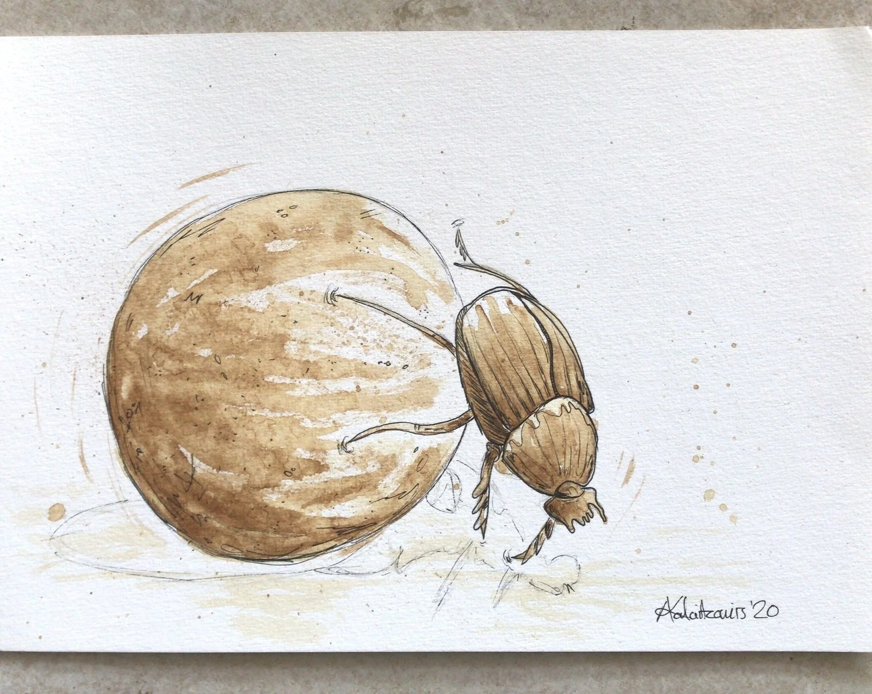 S4W020 Dungbeetle in Coffee.jpg